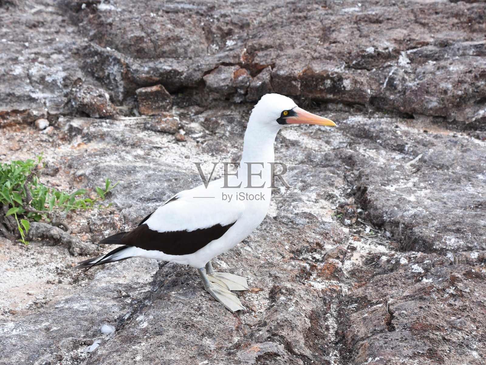纳斯卡·布比·鸟苏拉·格拉蒂照片摄影图片