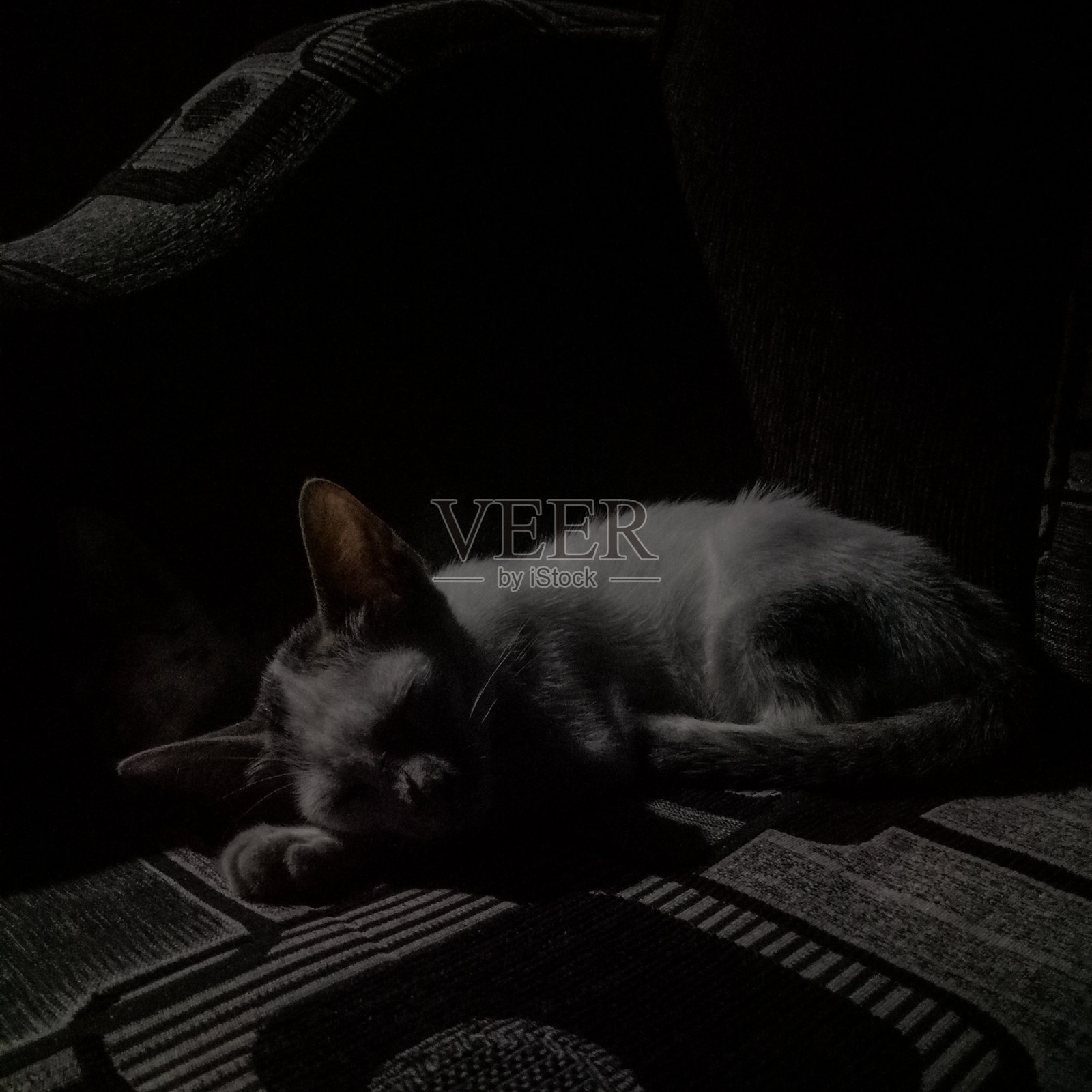 猫睡在沙发上照片摄影图片