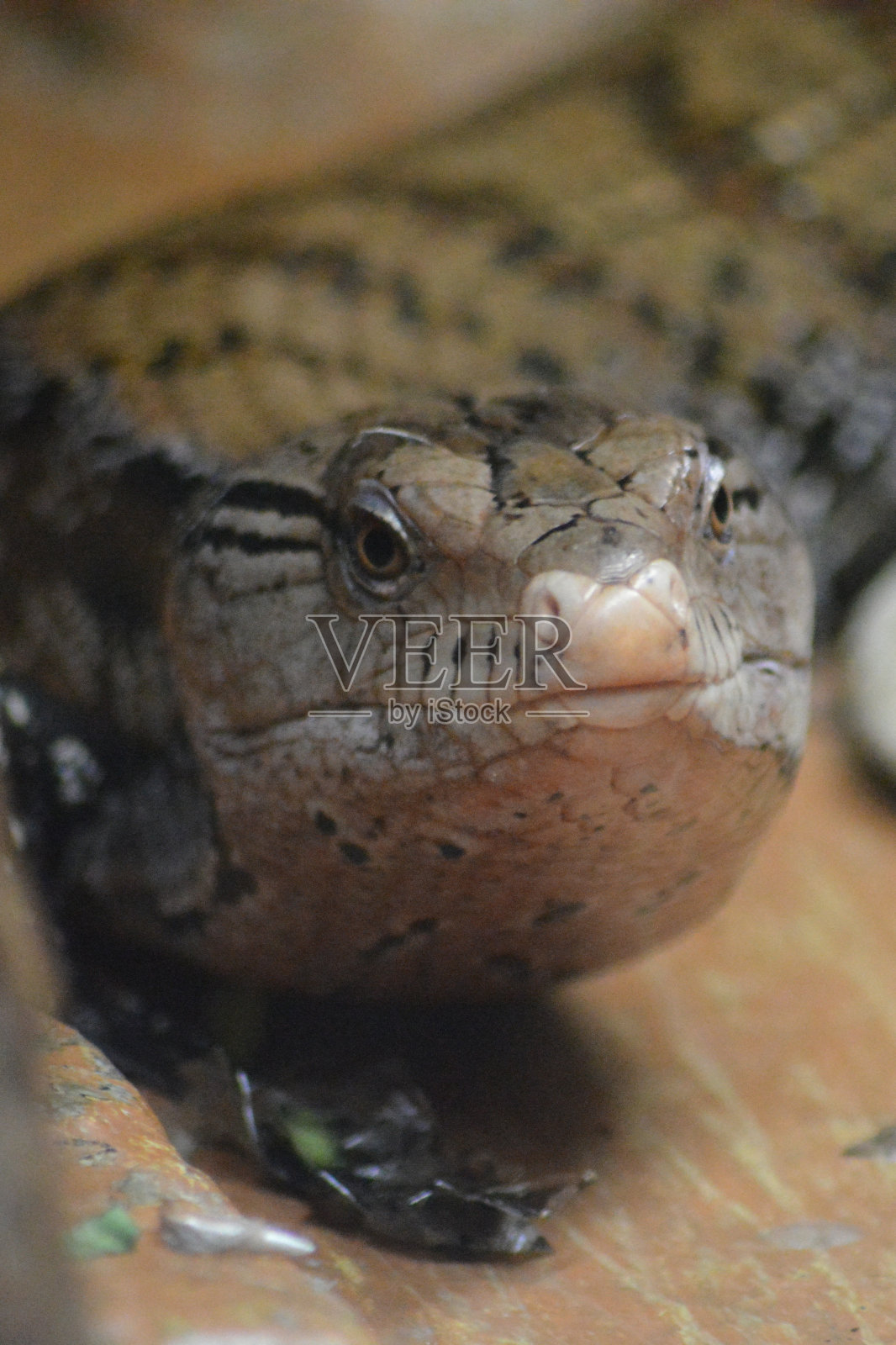 印度尼西亚蓝舌臭鼬照片摄影图片