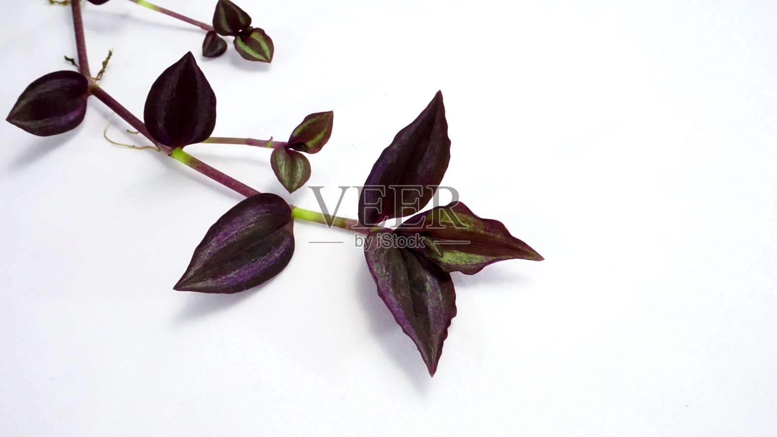 贸易坎蒂亚 · 泽布里纳照片摄影图片