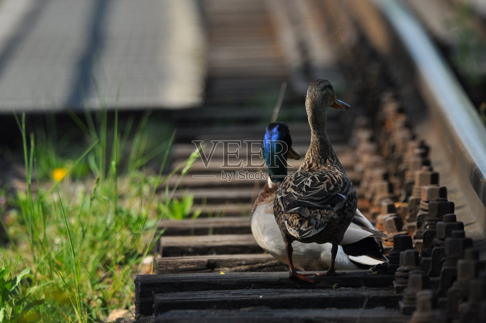 野鸭。一对鸟，雄性和雌性，坐在铁轨之间的铁轨上。在河上，在桥和河的附近。照片摄影图片