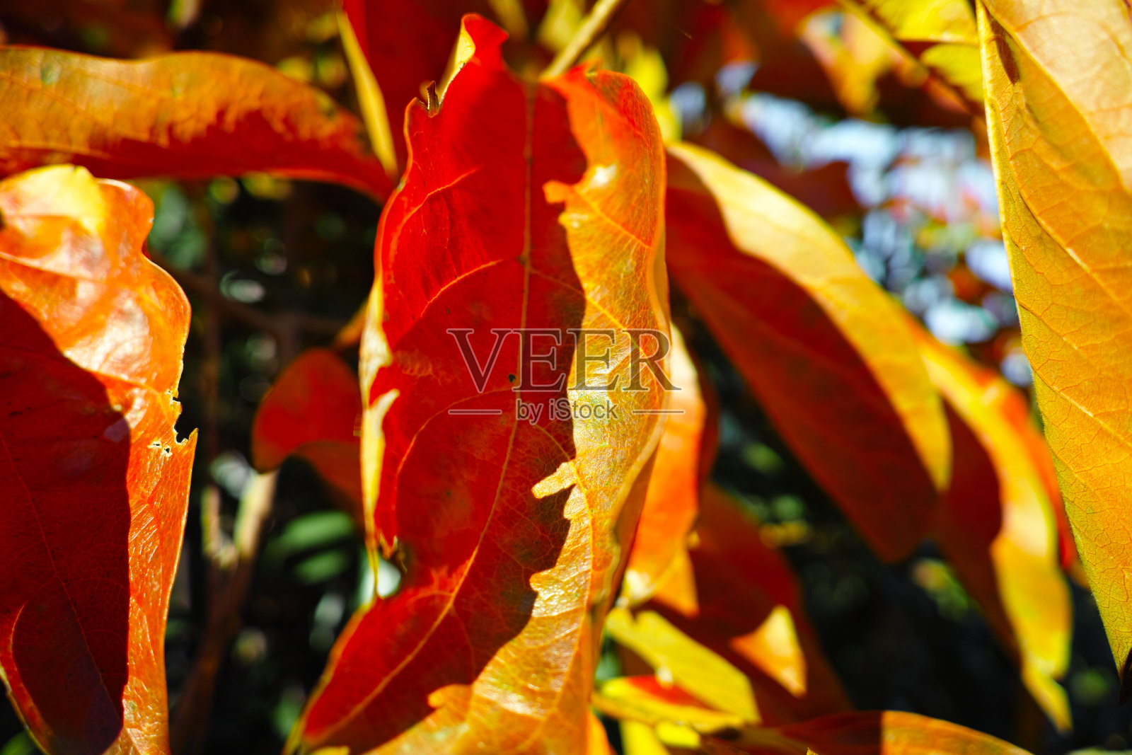 意大利亚平宁诺秋天树叶和树的照片照片摄影图片