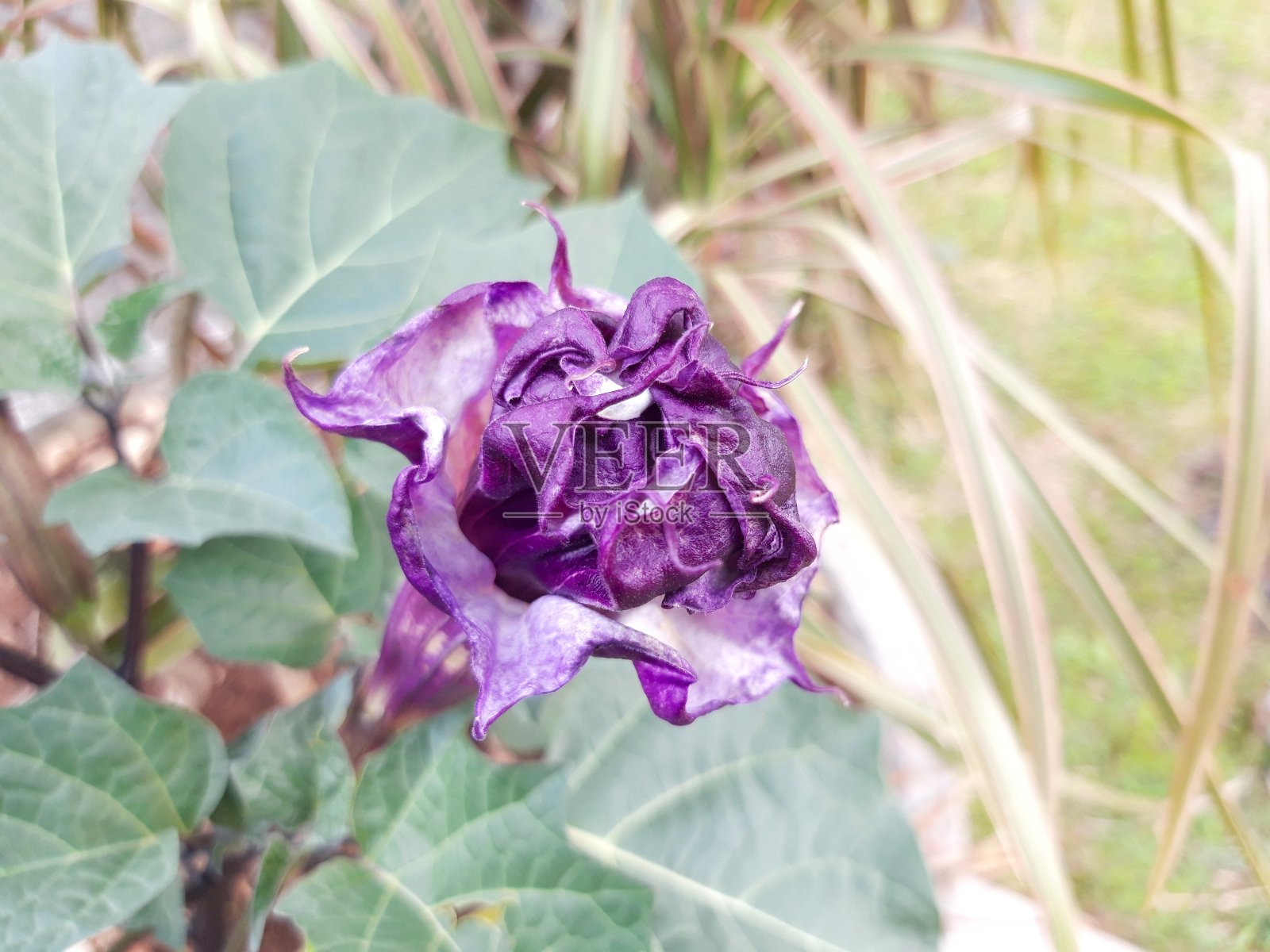 紫色曼陀罗花照片摄影图片