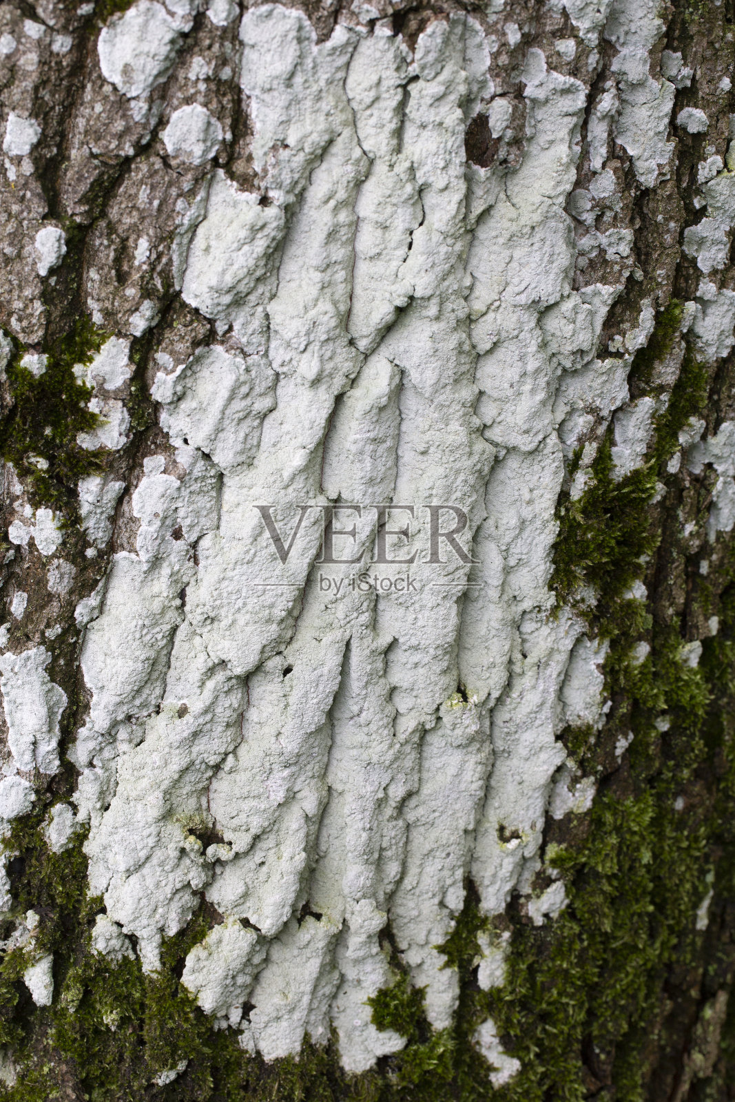 是联合单细胞生物照片摄影图片