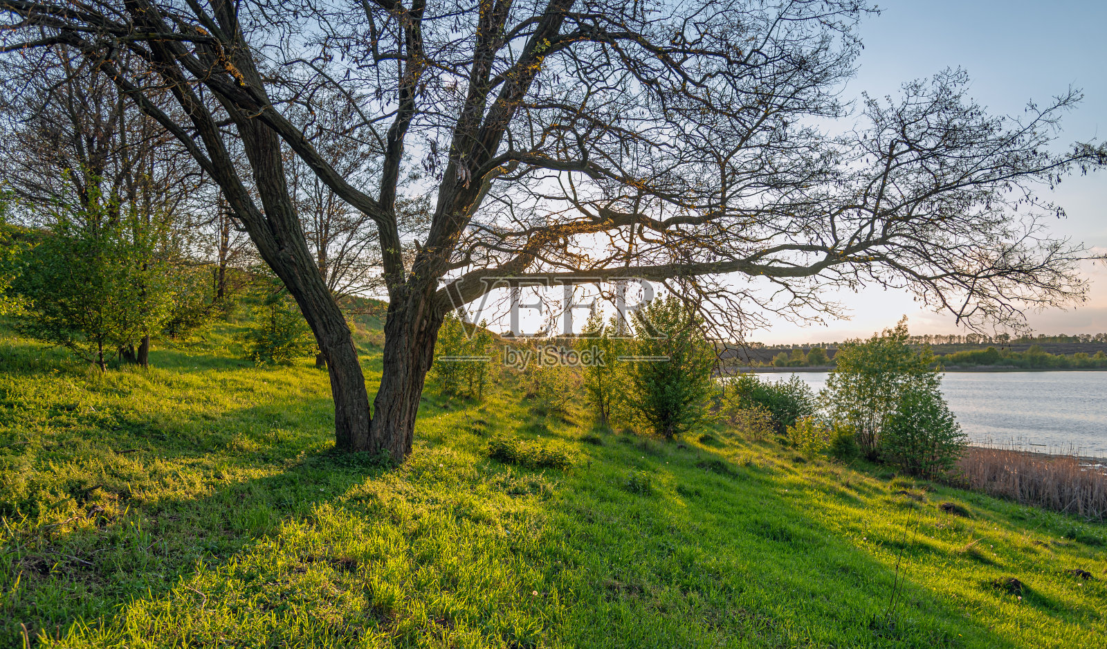 夏日清晨，田野间照片摄影图片