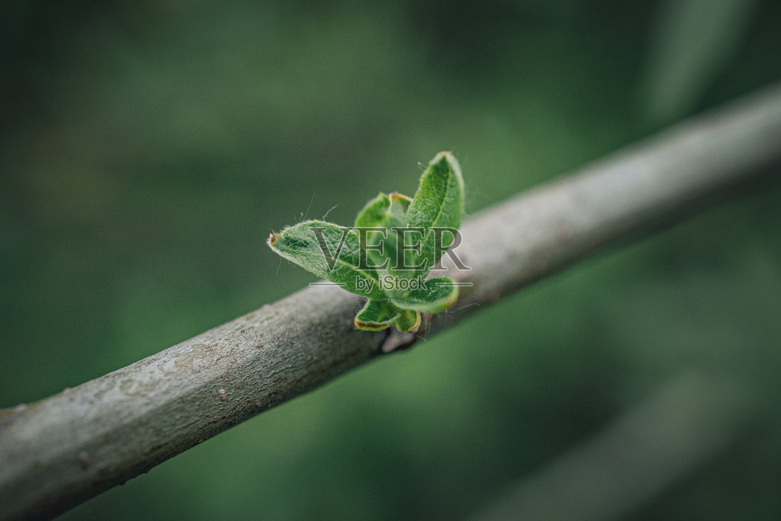 在阳光和露水中唤醒大自然照片摄影图片