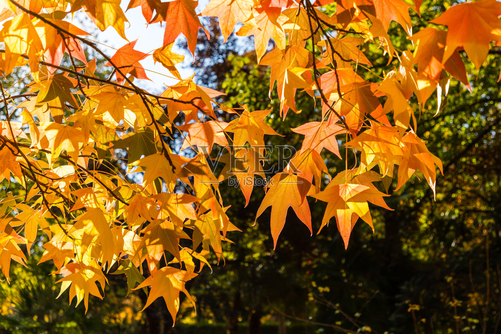 马德里埃尔雷蒂罗公园的秋色照片摄影图片