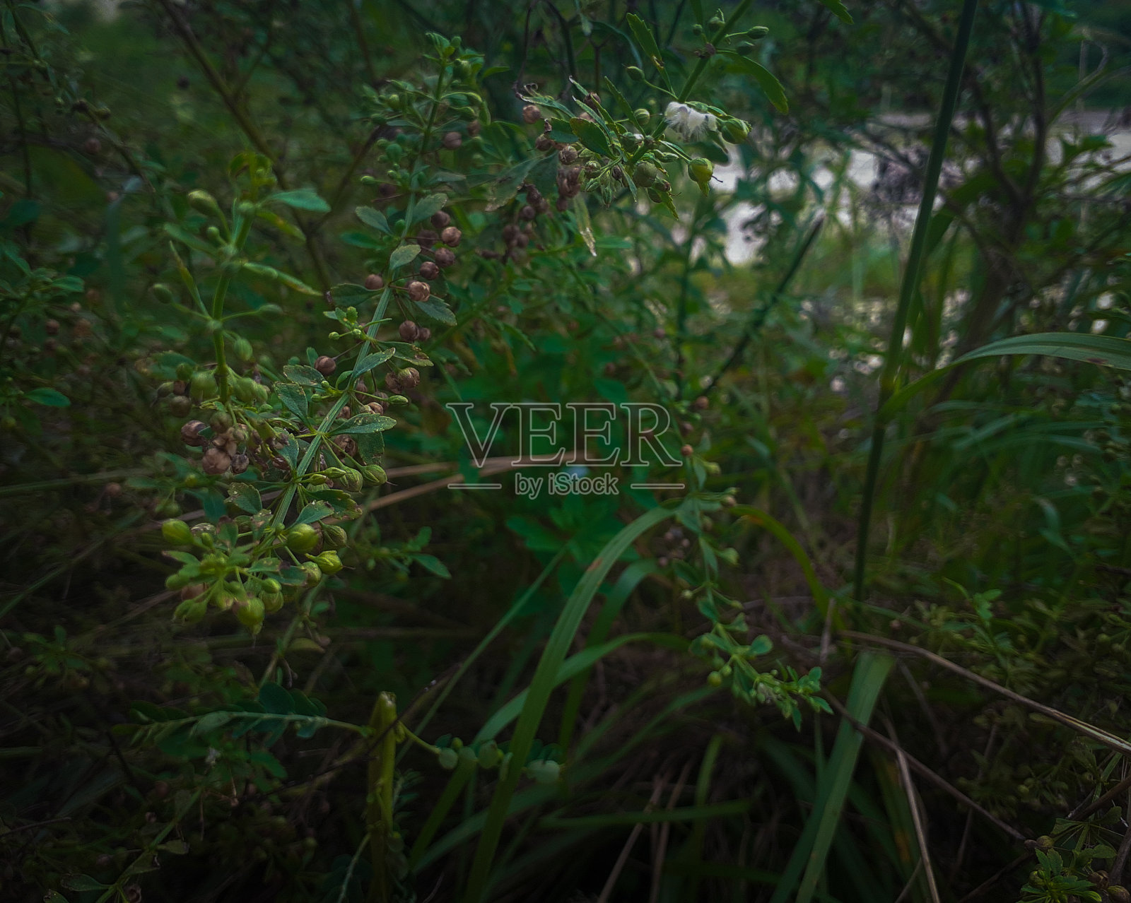 脂肪照片摄影图片