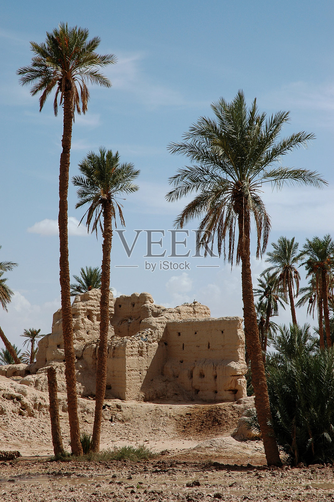 摩洛哥塔菲拉莱的棕榈树林照片摄影图片