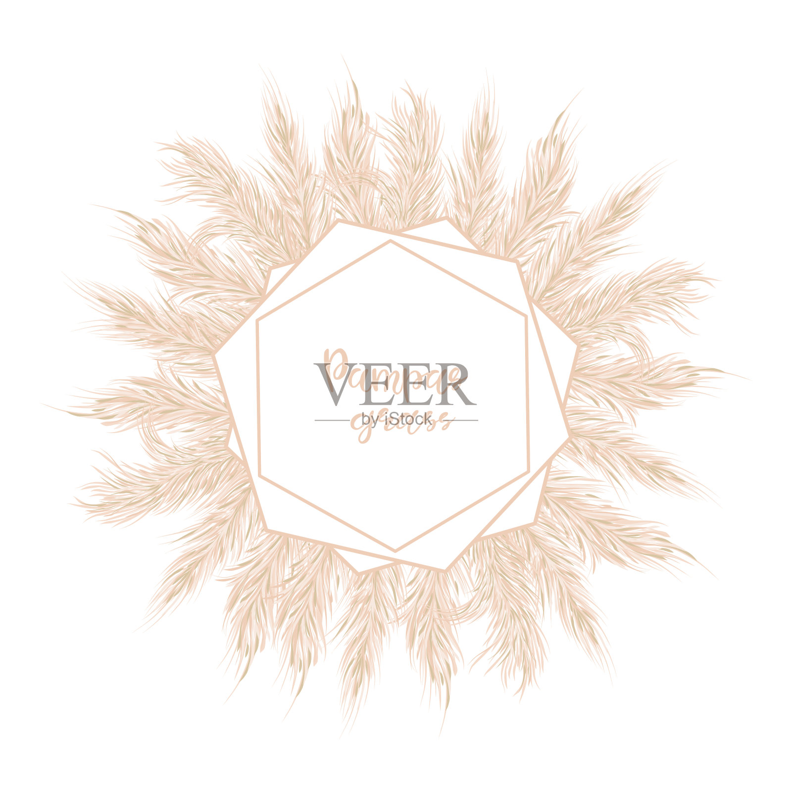 干燥的蒲苇草柔软的框架。用于婚礼请柬或明信片。插画图片素材