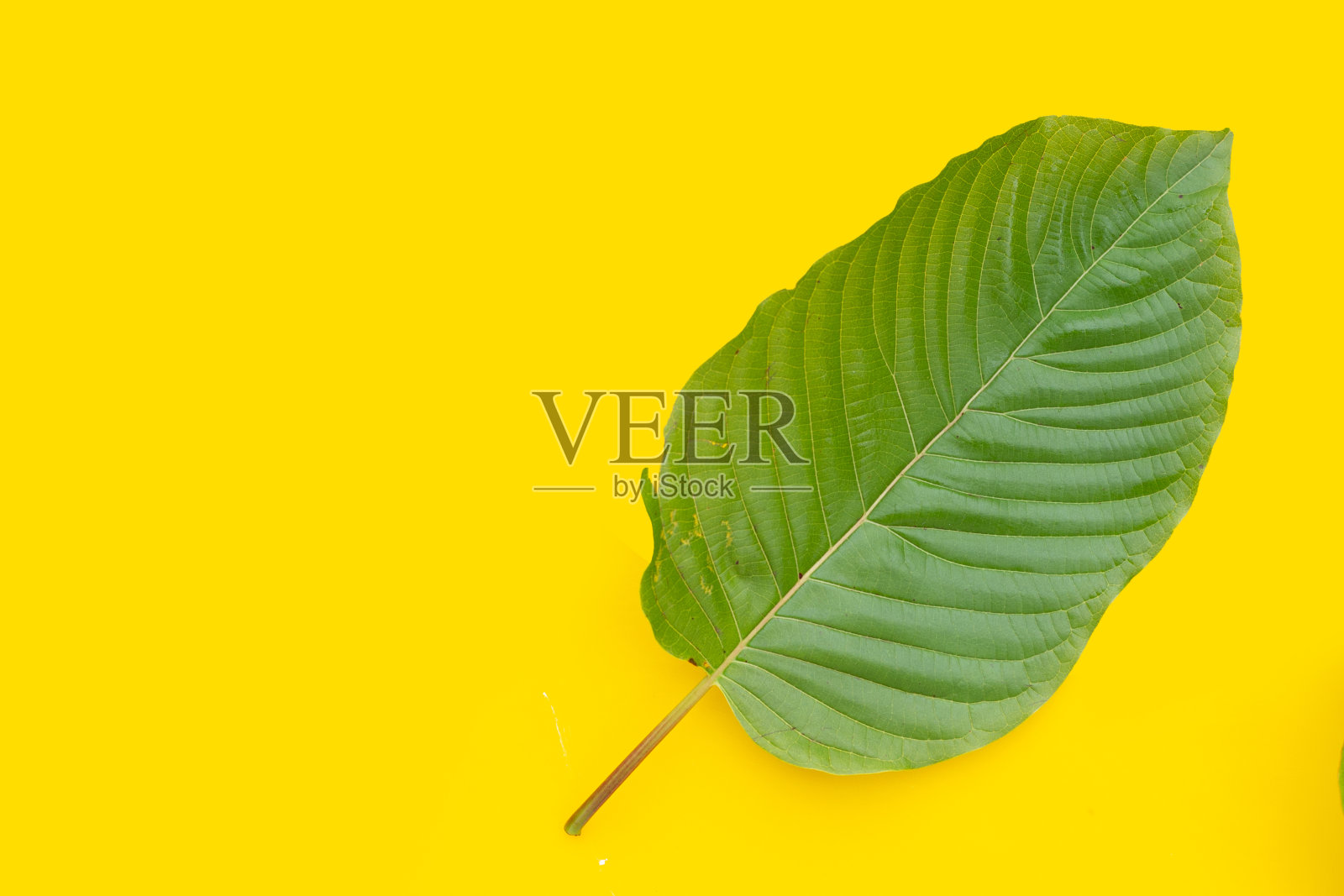 黄色背景上的鲜克拉通叶照片摄影图片