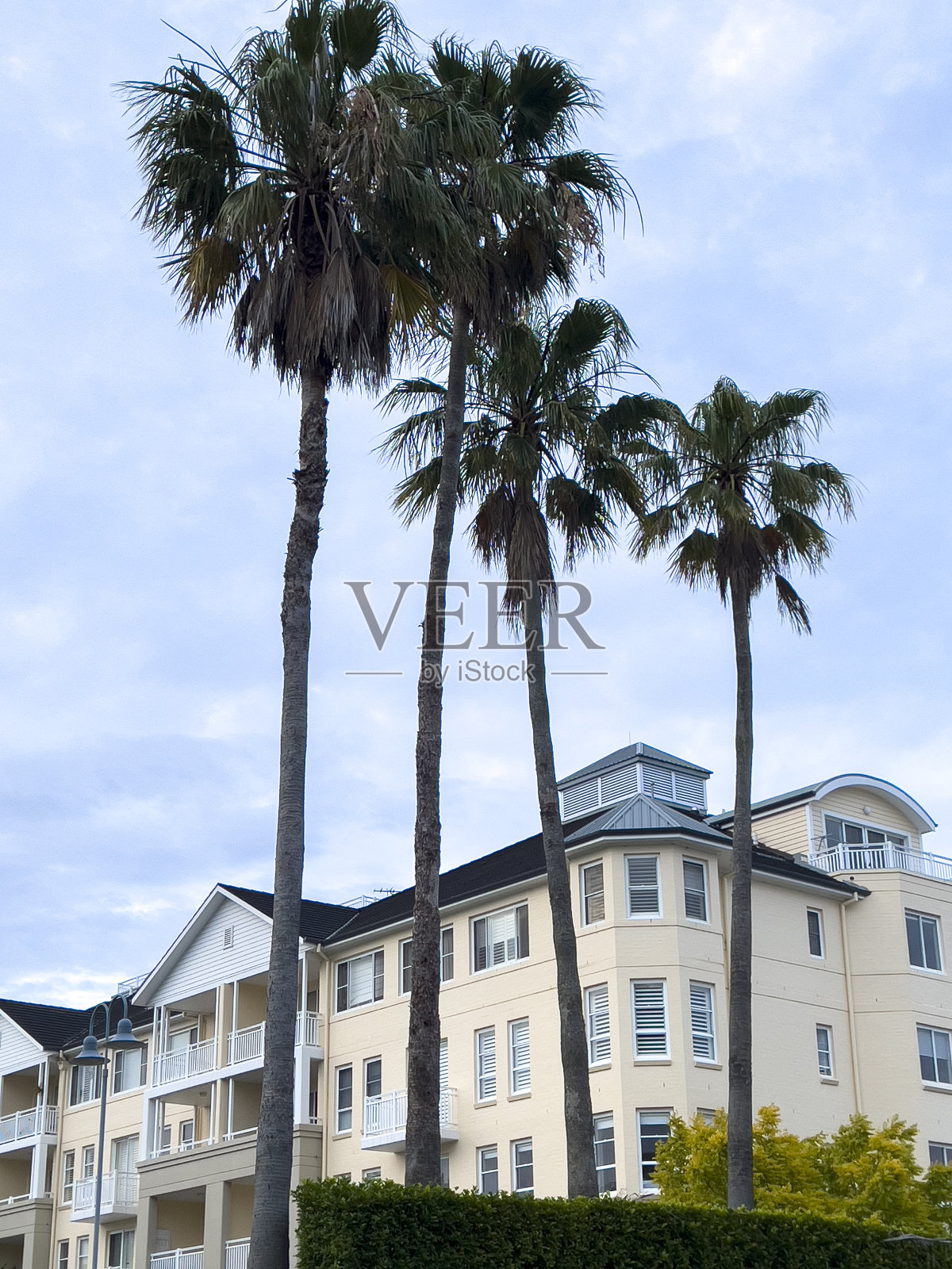 棕榈树和公寓建筑群的背景照片摄影图片