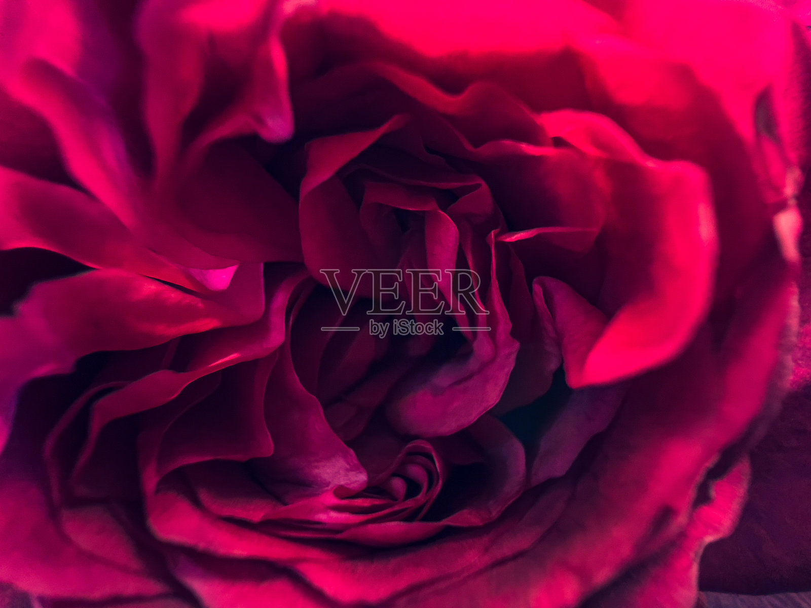 红玫瑰的宏观图像。照片摄影图片