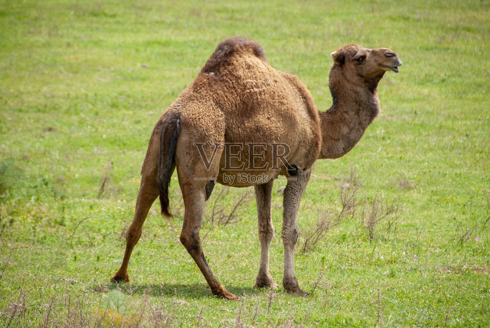 骆驼照片摄影图片