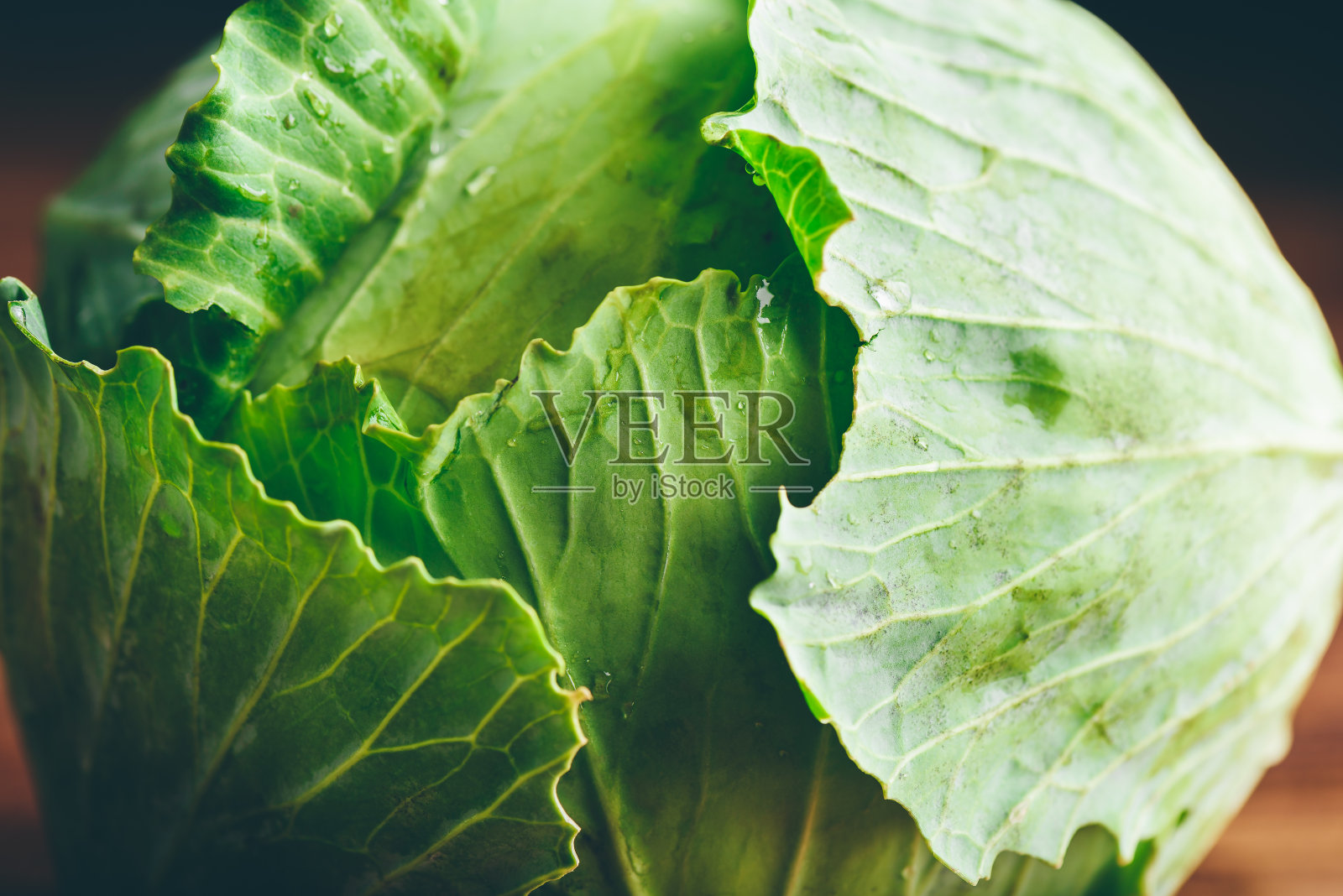 白色卷心菜的特写照片摄影图片