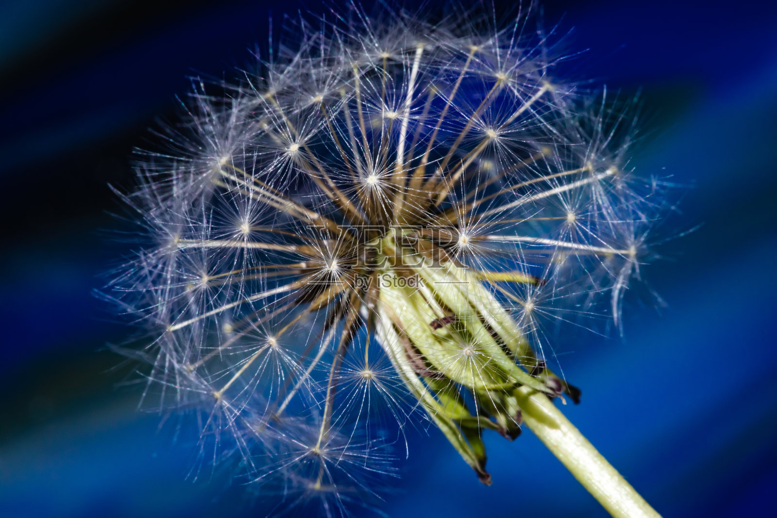 突然出现的丹迪狮子照片摄影图片