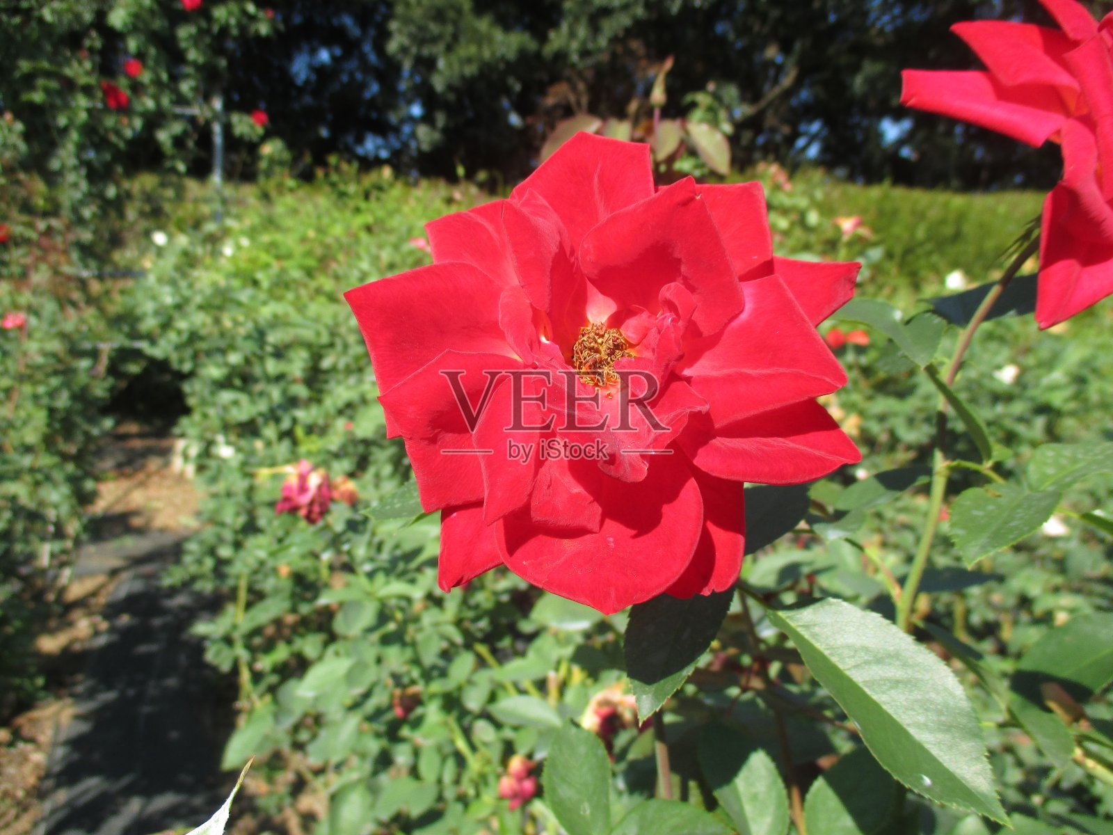 美丽的玫瑰在秋天的公园里盛开照片摄影图片