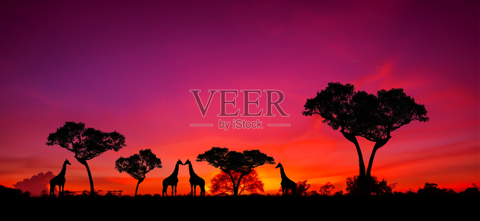 safari。野生动物。大象、长颈鹿、斑马和狮子在夕阳下的大草原上。safari的主题。照片摄影图片