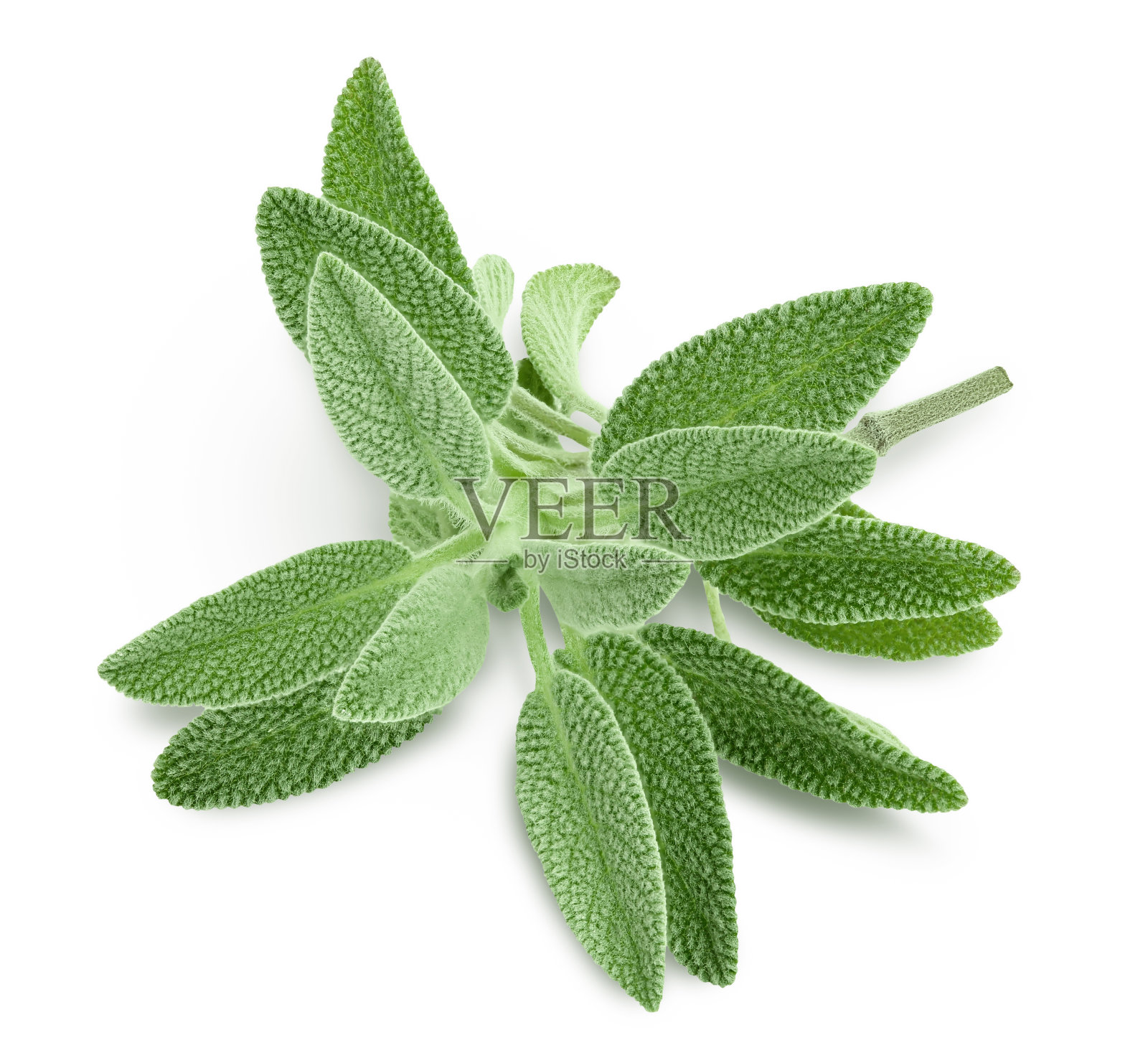 新鲜的鼠尾草孤立的白色背景与修剪路径和全深度的领域照片摄影图片