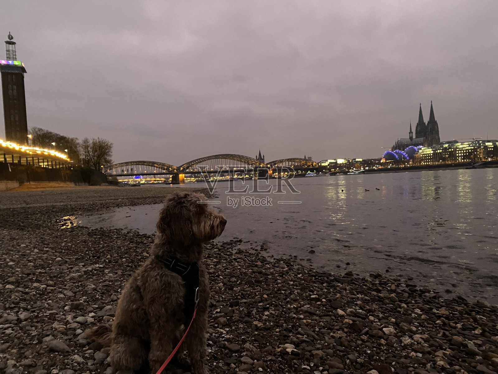 狗坐在莱茵河岸边，背景是被灯光照亮的科隆全景照片摄影图片