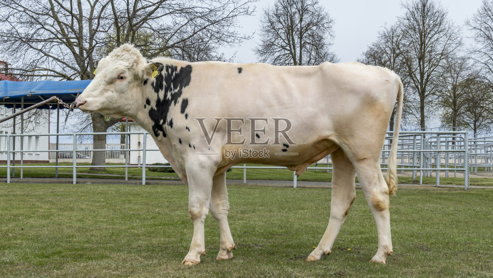 农场里的部落公牛。展台上的白牛是荷斯坦奶牛品种的生产者。照片摄影图片