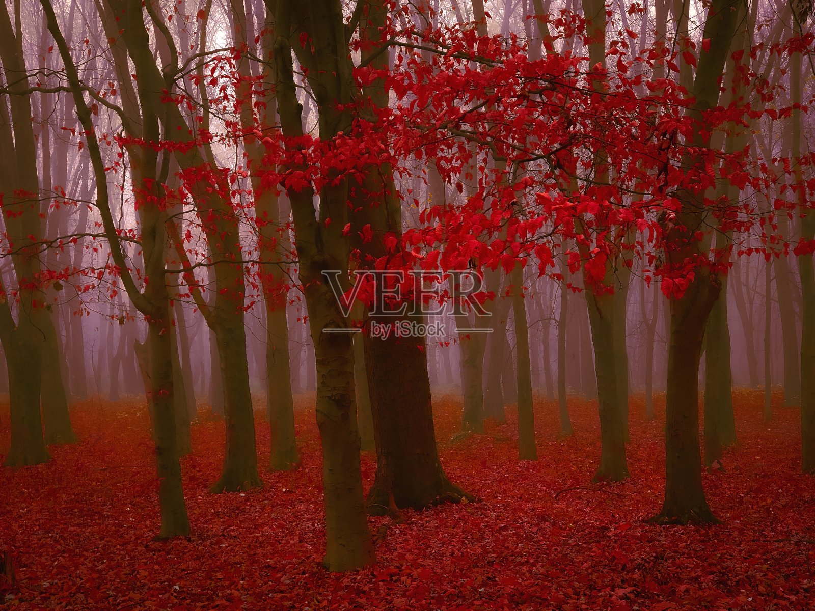 红色的秋天森林在浓雾中照片摄影图片