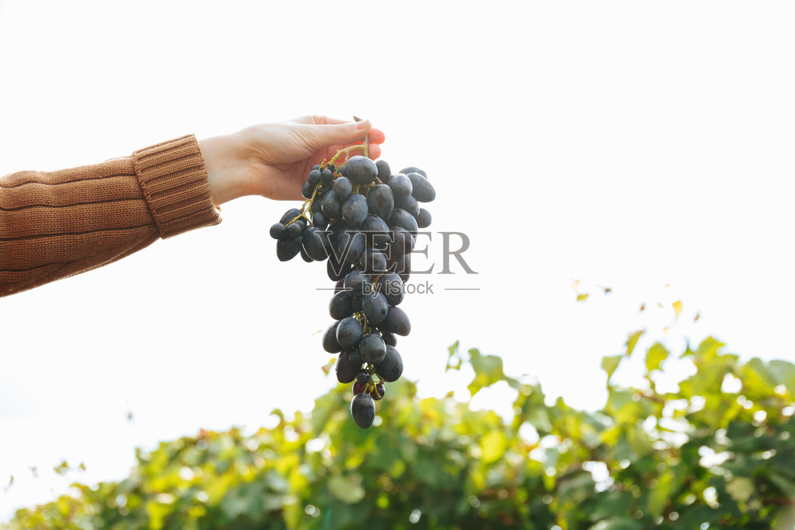 近距离的女人手里拿着红葡萄串。照片摄影图片