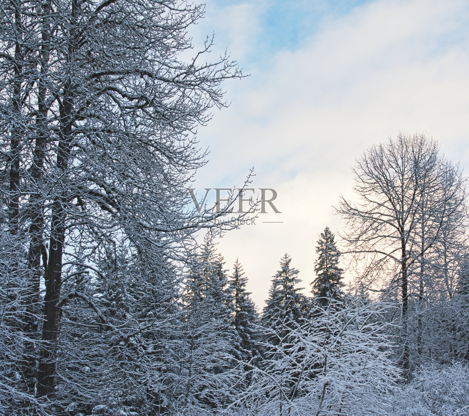冬天的场景与混合森林和云照片摄影图片