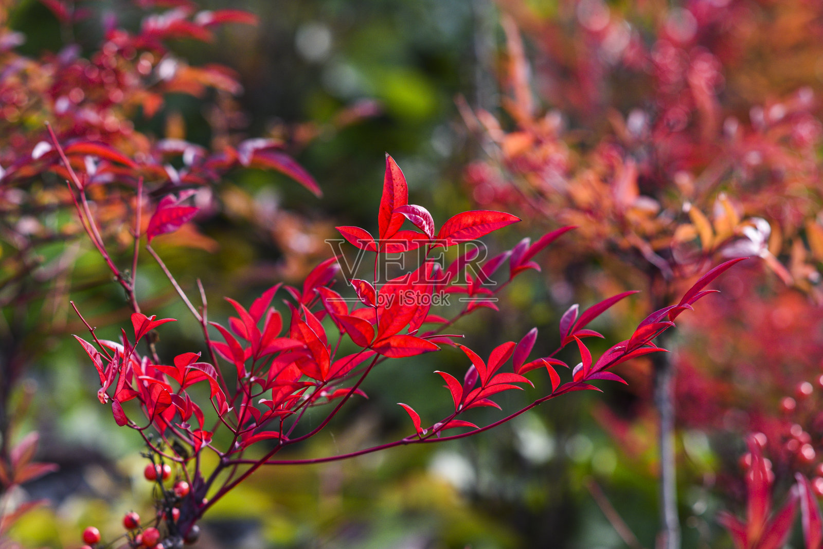 无秋山水，秋日红叶迎艳阳，选择性聚焦。照片摄影图片