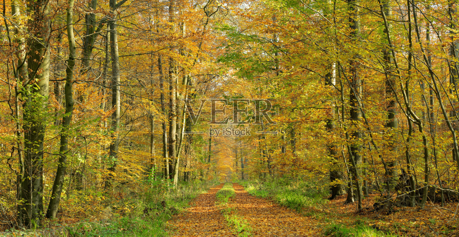 美丽的林荫大道两旁的人行道在秋天的色彩照片摄影图片