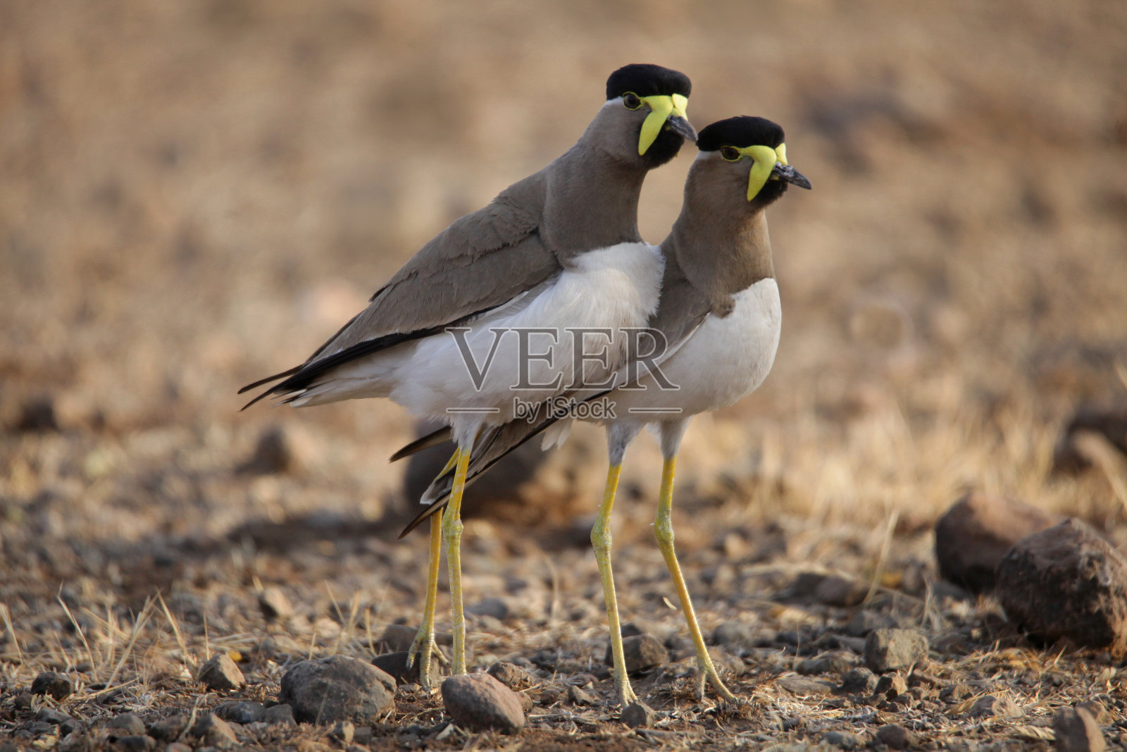 一对黄有鳞的田凫，瓦尼勒斯马拉巴里icus，萨塔拉，马哈拉施特拉，印度照片摄影图片