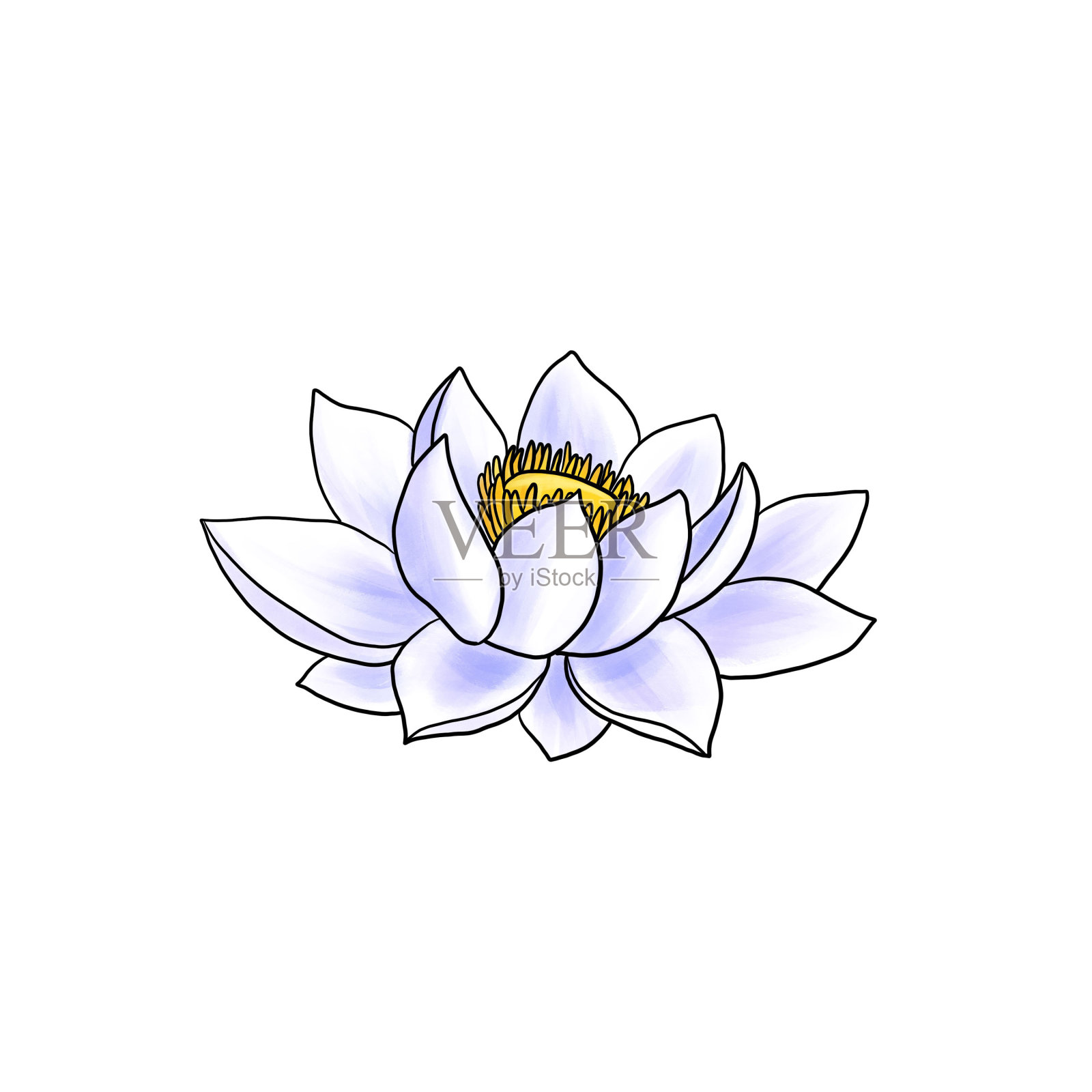 画白莲花，孤立于白底设计元素图片