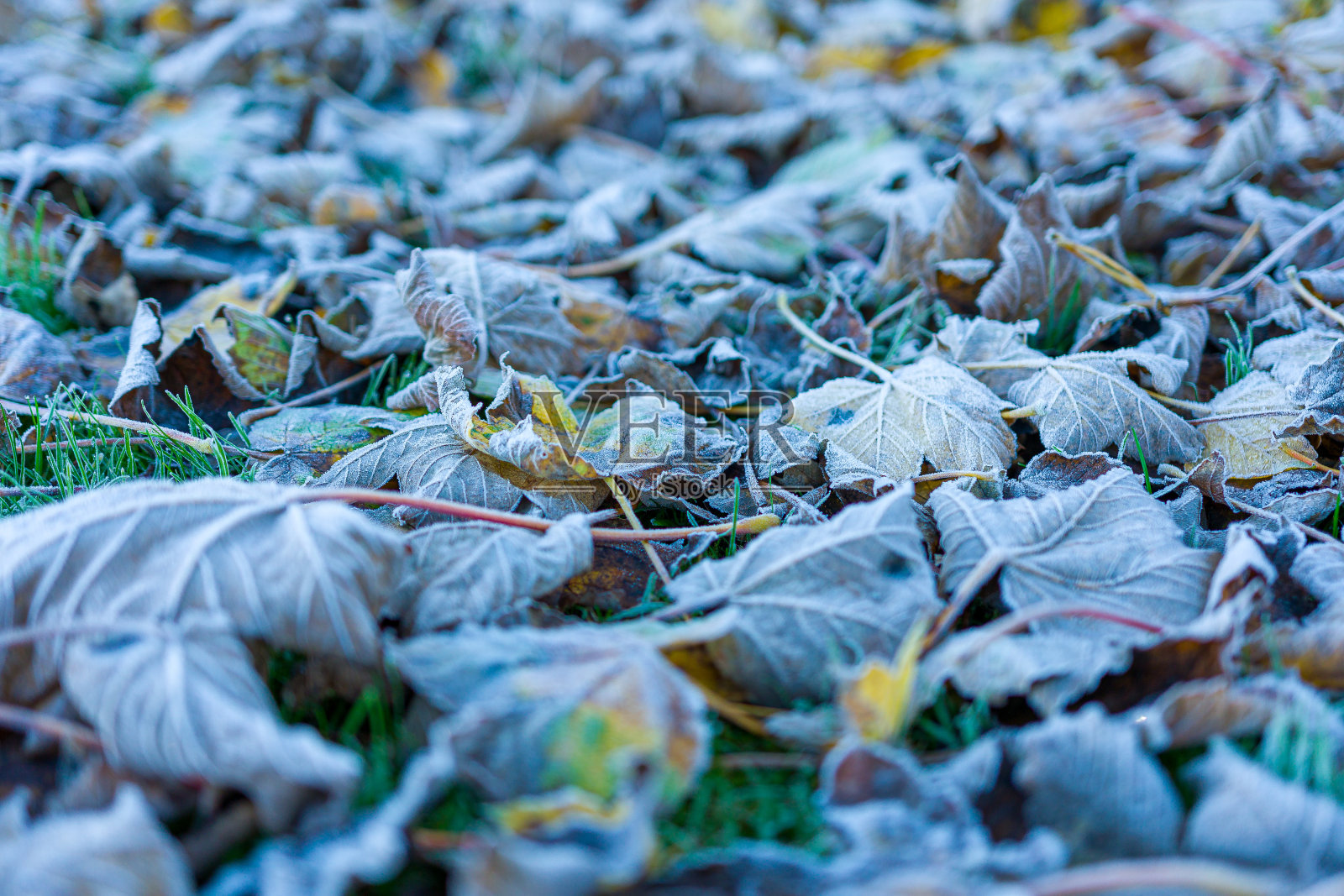 秋叶上有霜。照片摄影图片