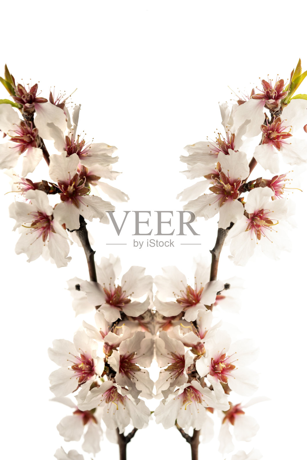 在反射表面上有杏花的树枝照片摄影图片