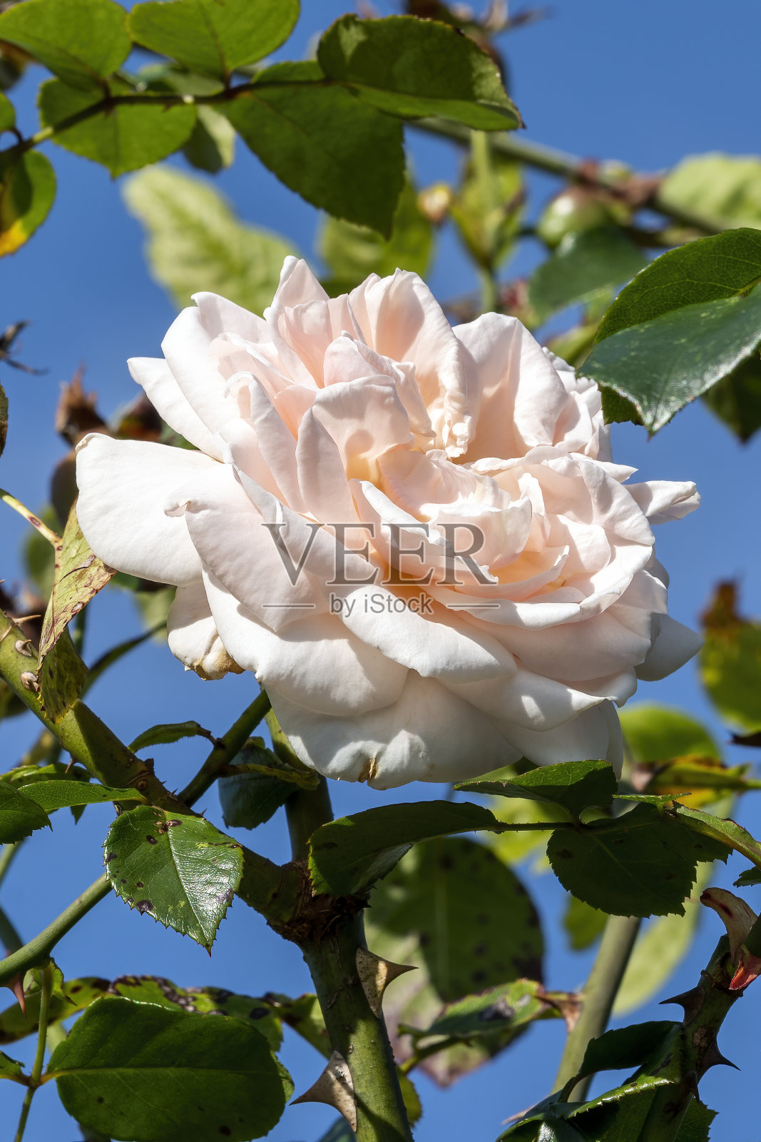 佩妮·莱恩《哈德韦尔》照片摄影图片