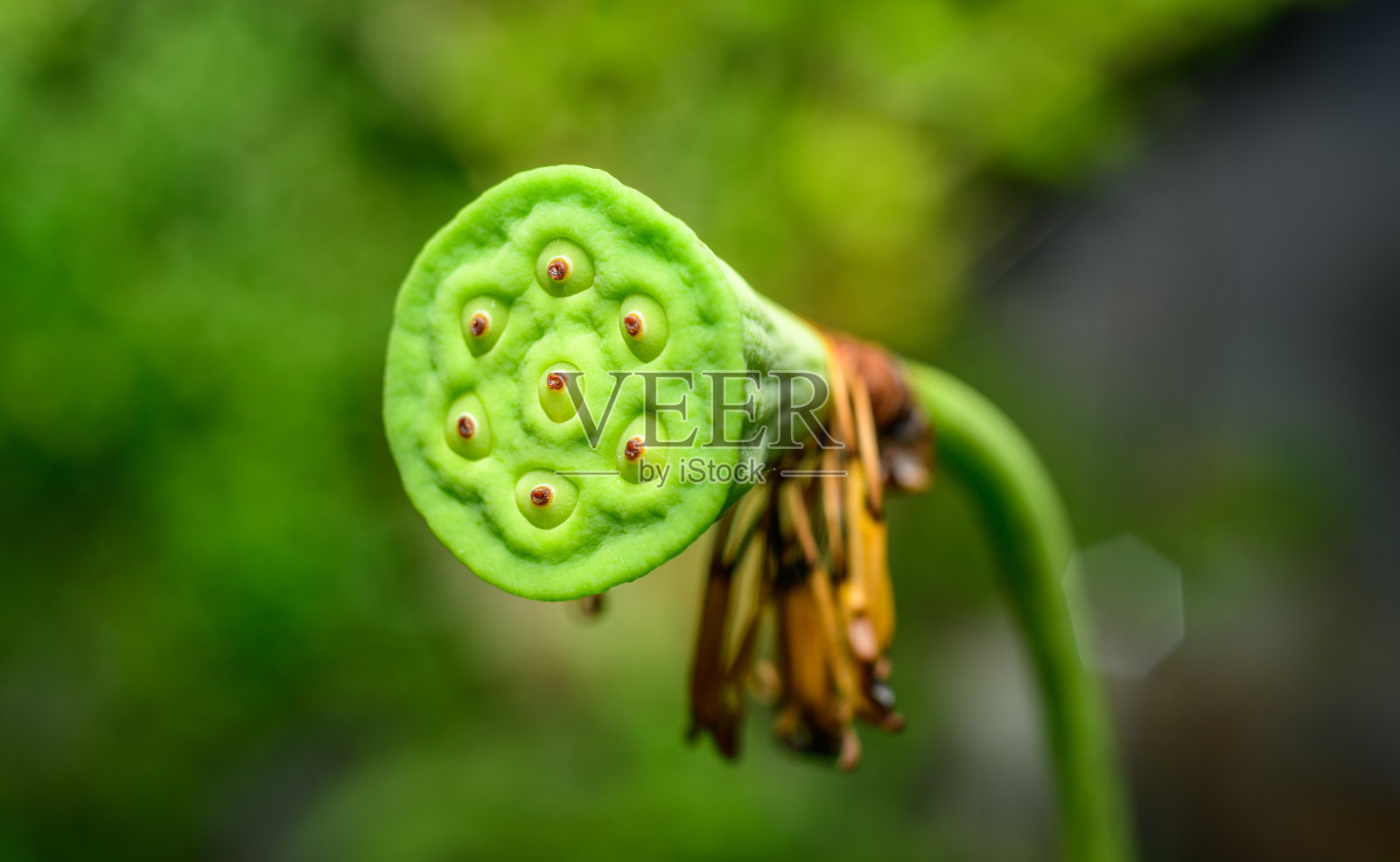 莲子荚特写微距照片，七个莲子荚在莲子荚，孤立在一个柔软模糊的背景。莲子富含蛋白质、维生素B和膳食矿物质。照片摄影图片