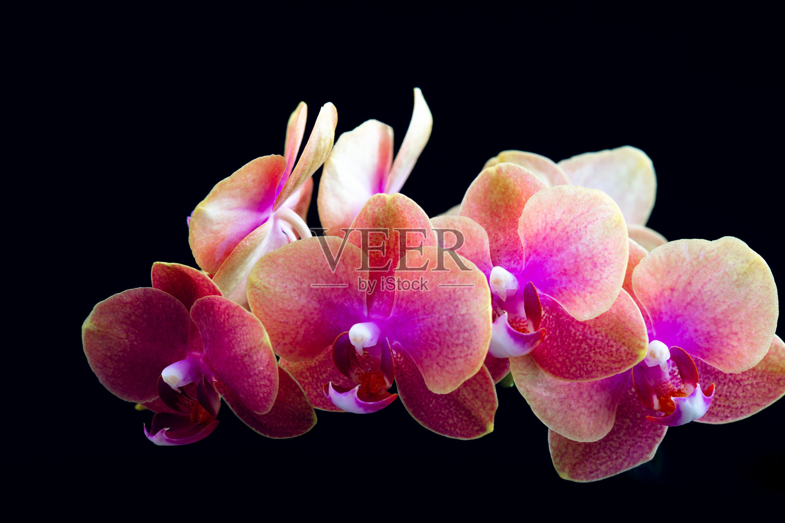 橙色蝴蝶兰照片摄影图片