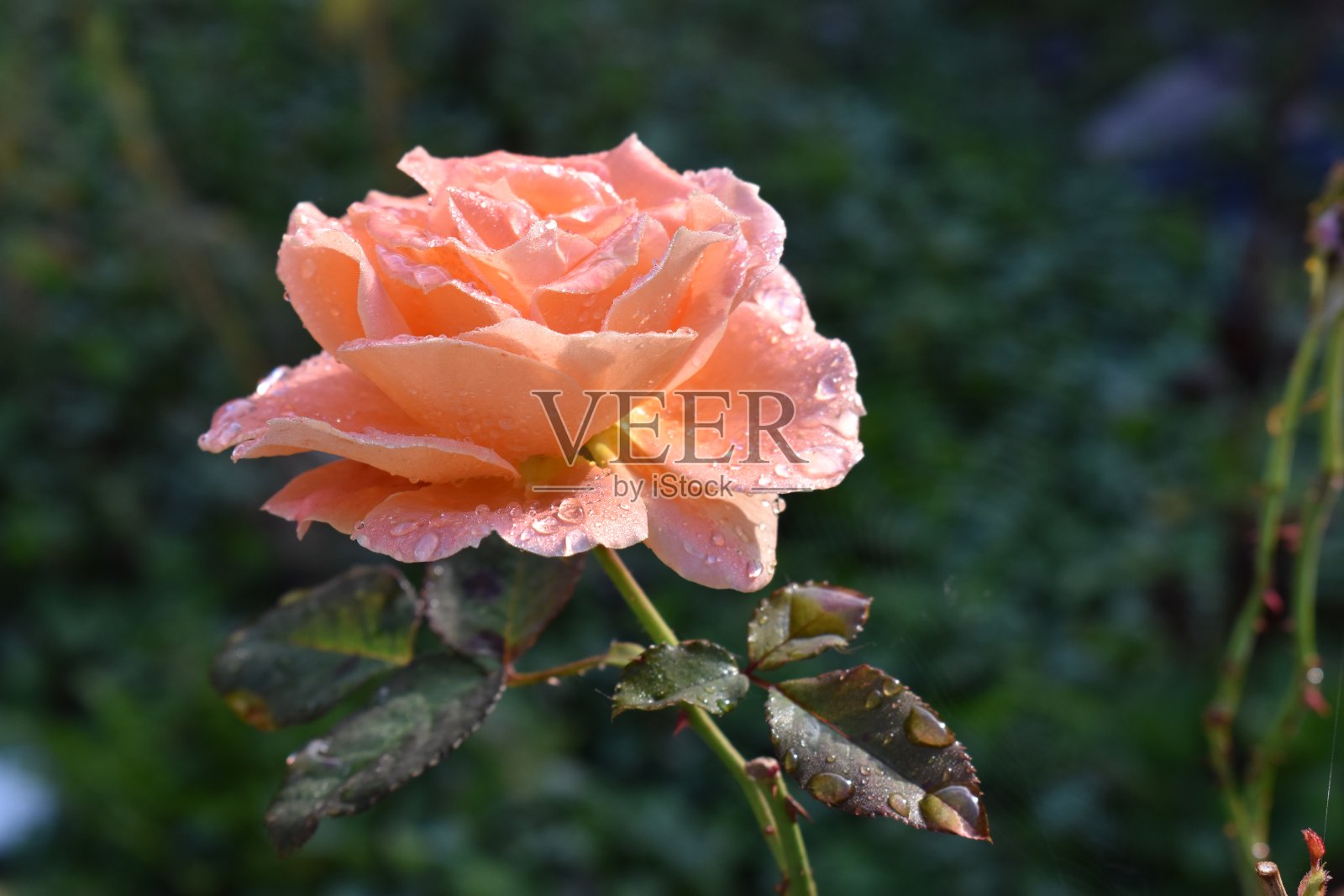 露珠和清晨的阳光照在一朵完美的玫瑰上。照片摄影图片