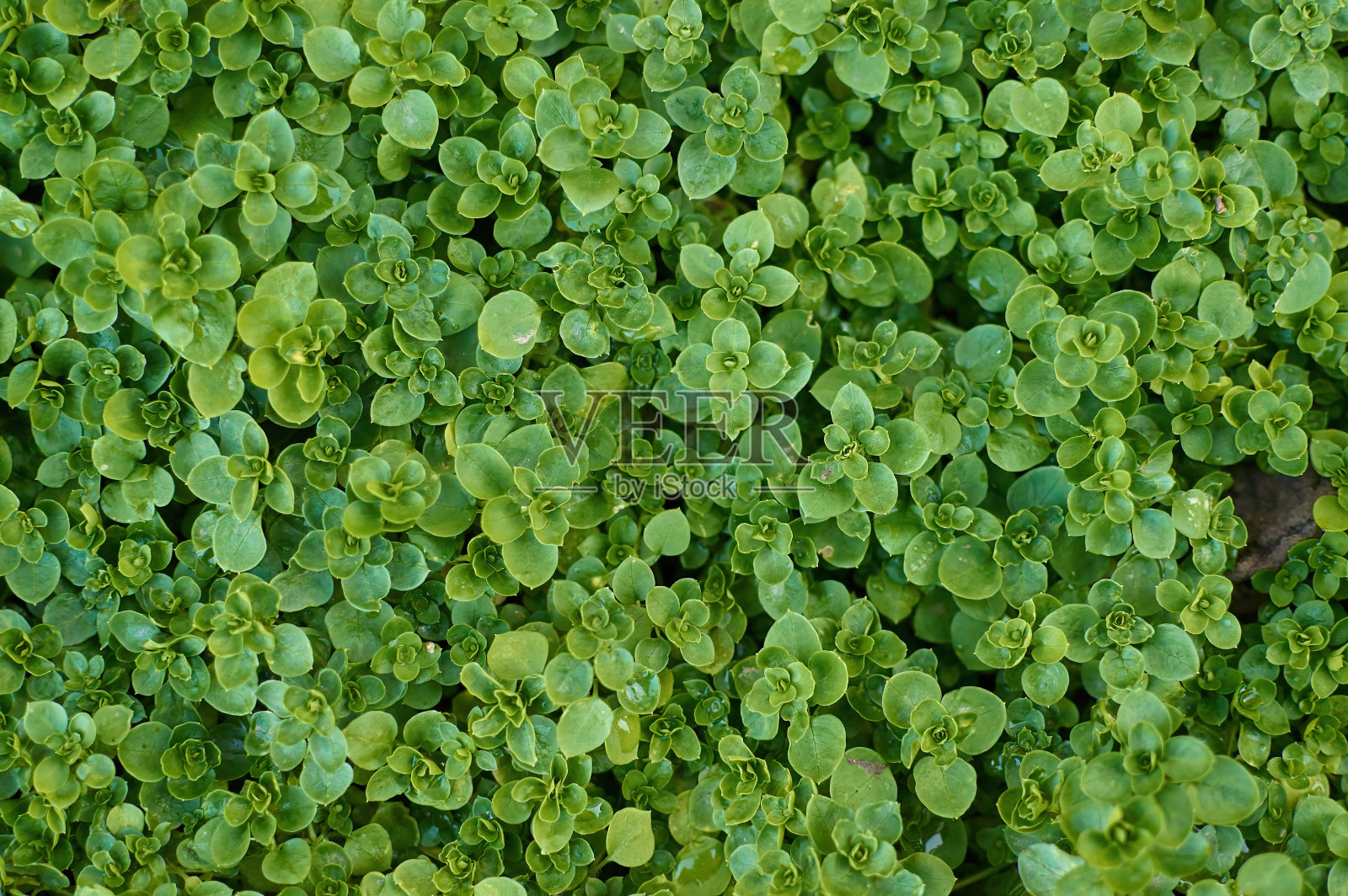 绿草田野背景，自然纹理地面覆盖照片摄影图片