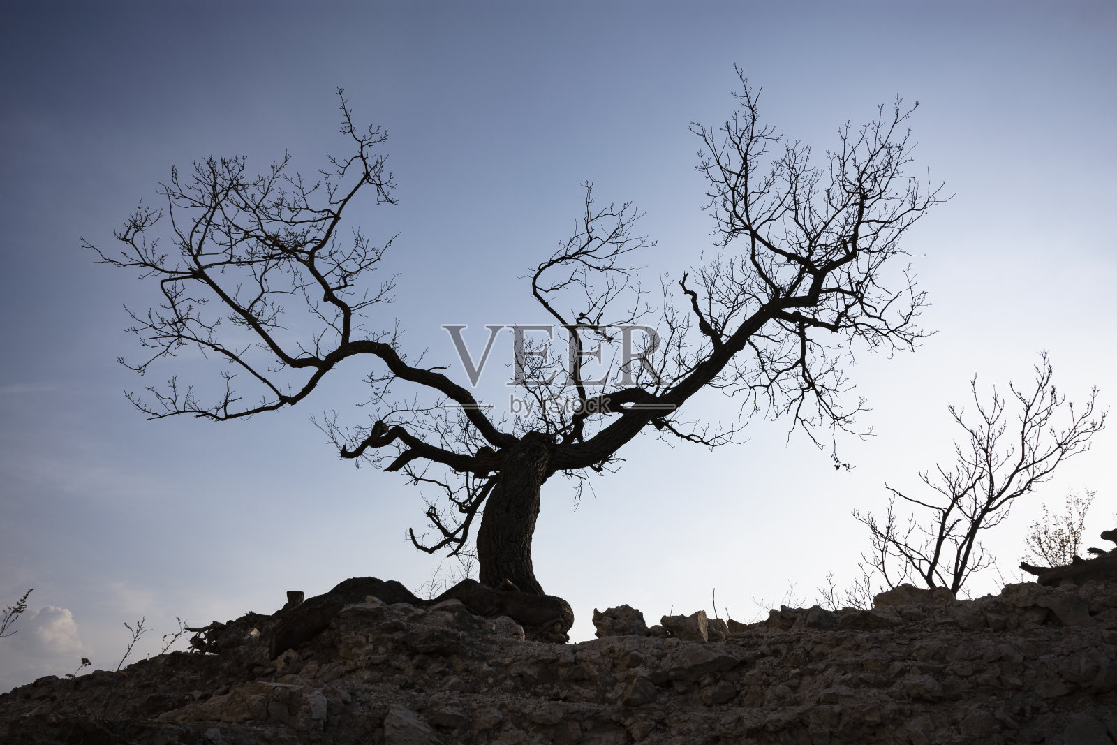 墙上的树细节维塔尼城堡废墟照片摄影图片