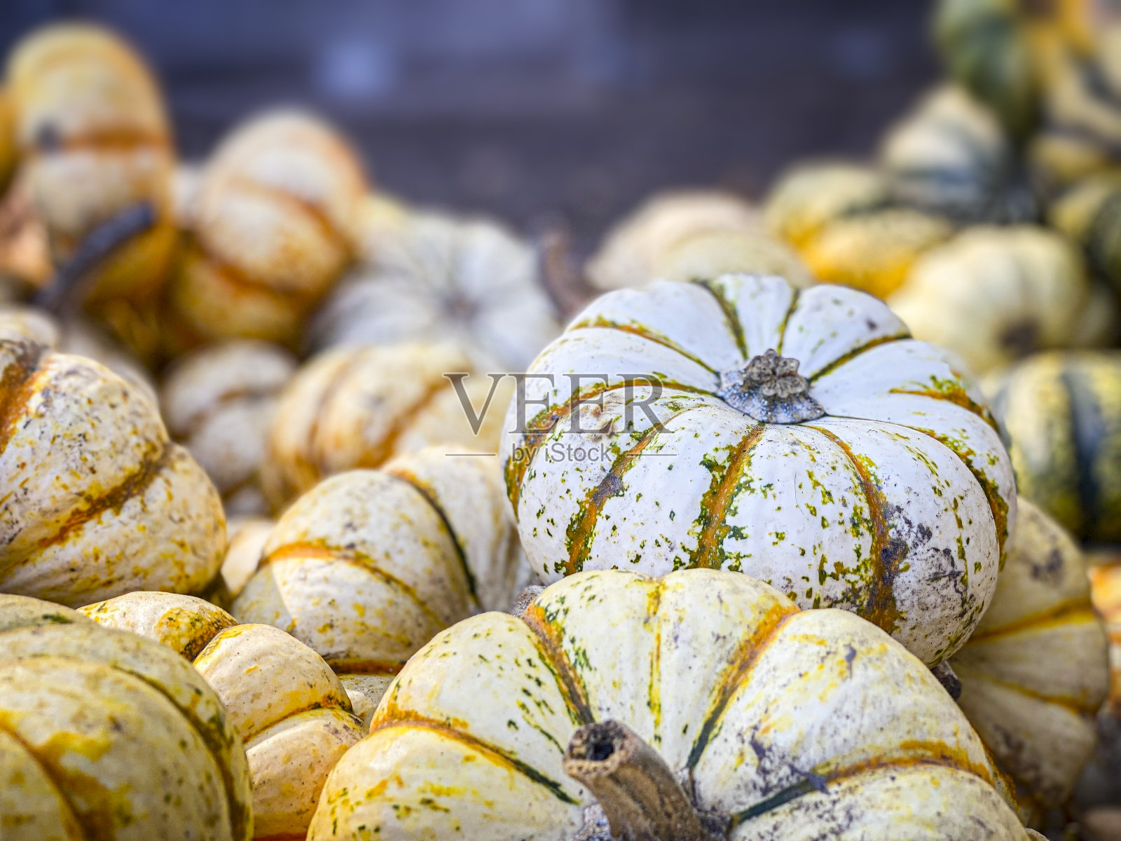 南瓜照片摄影图片