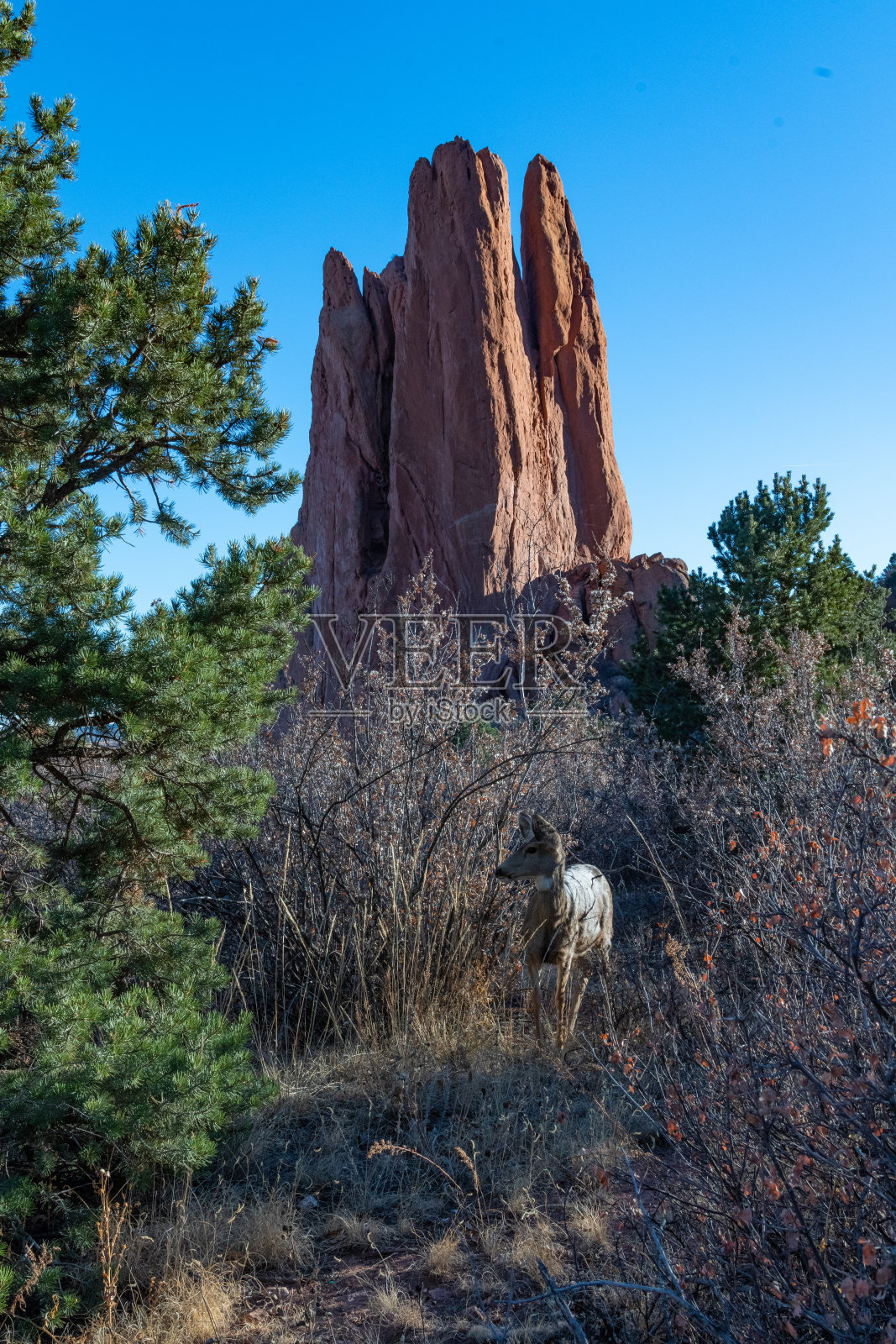 鹿和砂岩组成的众神花园照片摄影图片
