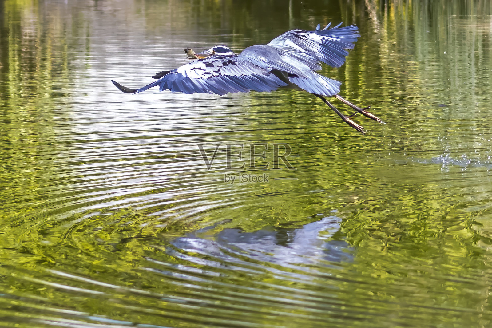 夏天一个阳光明媚的日子，一只普通的苍鹭在法兰克福所谓的帕芒加尔滕的池塘边。照片摄影图片