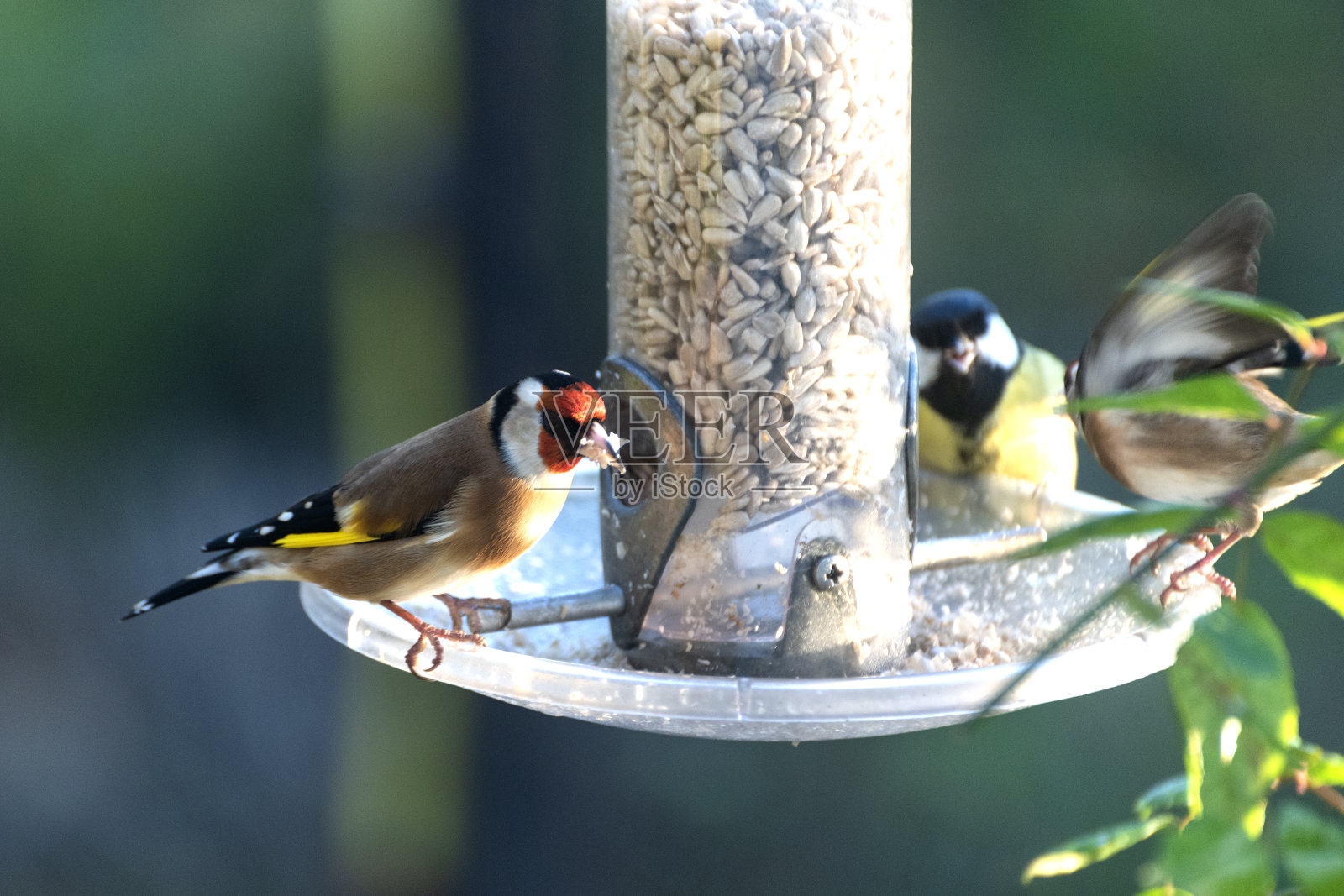 金翅雀和煤山雀正在向日葵种子堆上觅食照片摄影图片