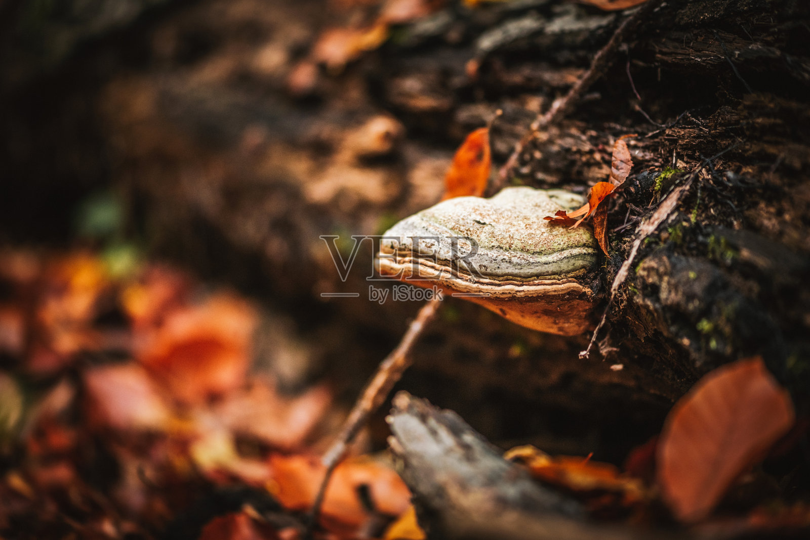树上长蘑菇照片摄影图片