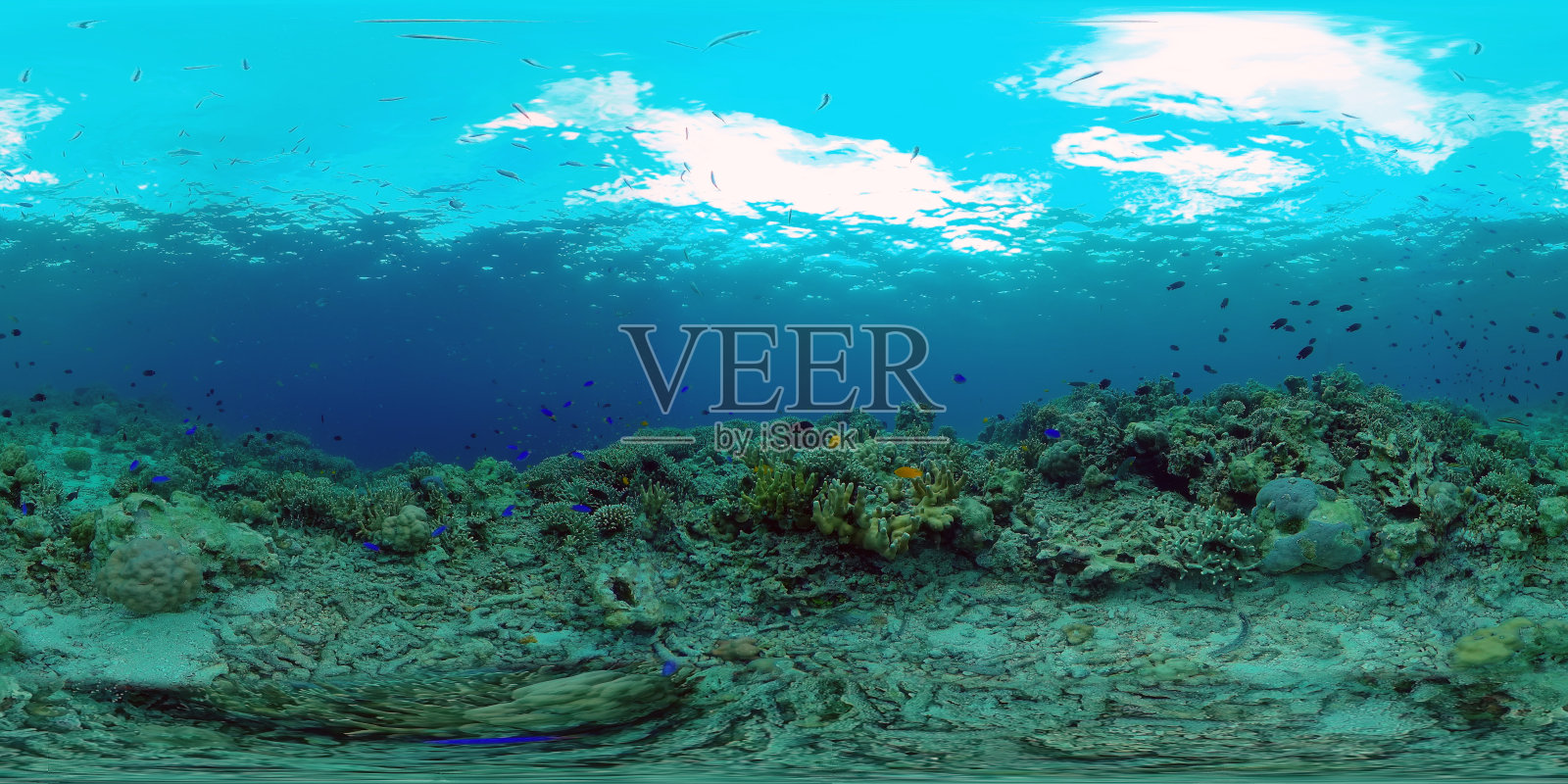 水下珊瑚礁和热带鱼。菲律宾。虚拟现实360照片摄影图片