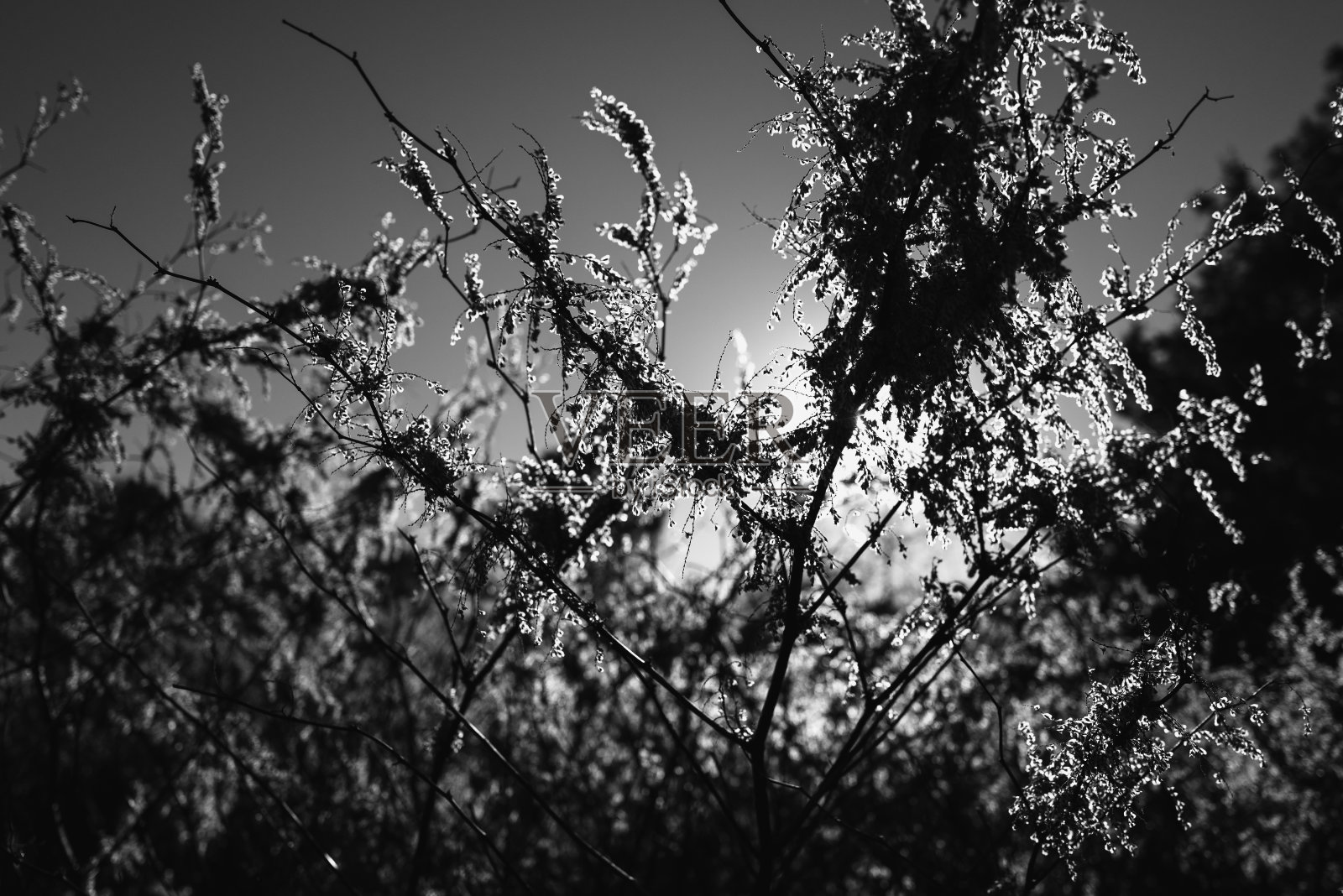 黑色和白色的风景，野生植物的叶子和花朵剪影。照片摄影图片