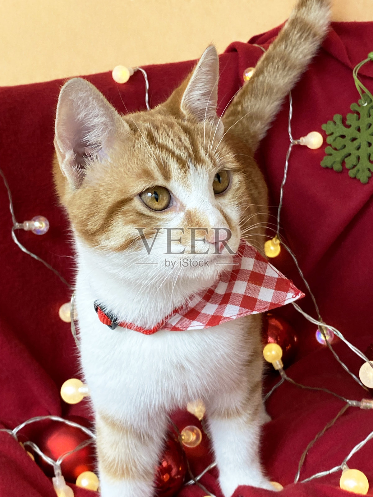 红毯上的姜猫和圣诞装饰照片摄影图片