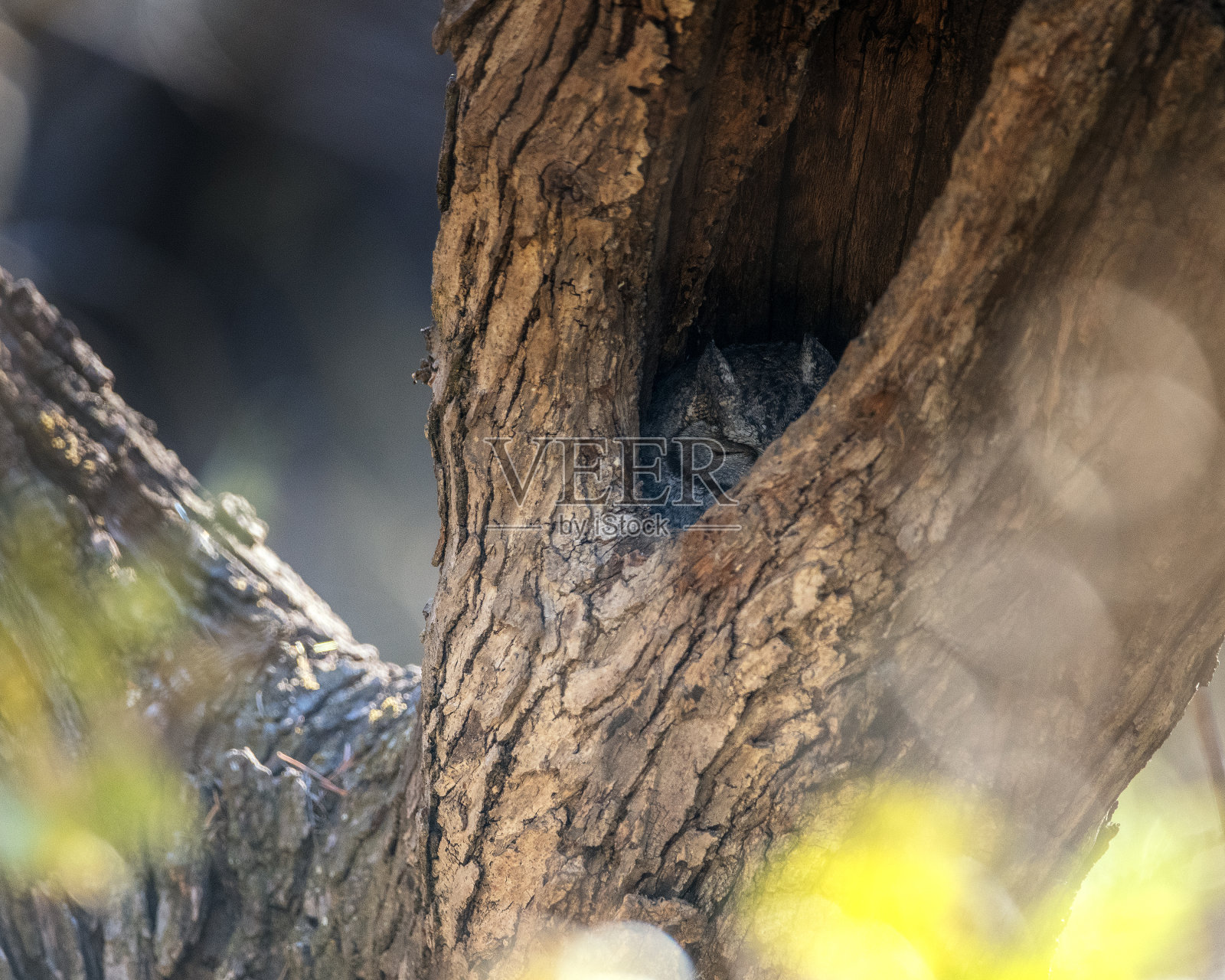 树上的猫头鹰照片摄影图片