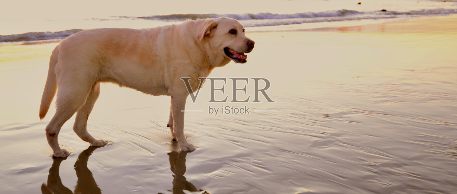 日落时分，小狗在海滩上玩耍照片摄影图片